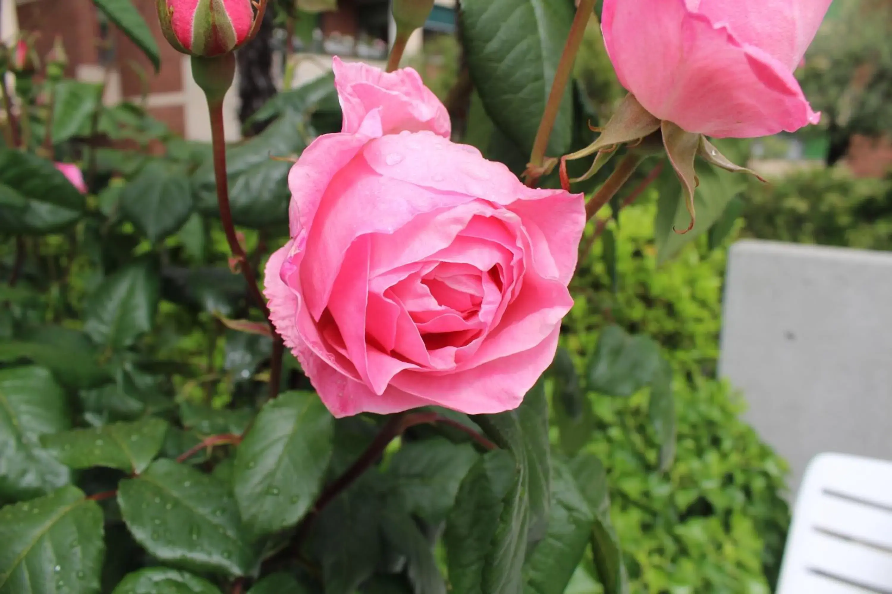 Garden in Garni Nessi