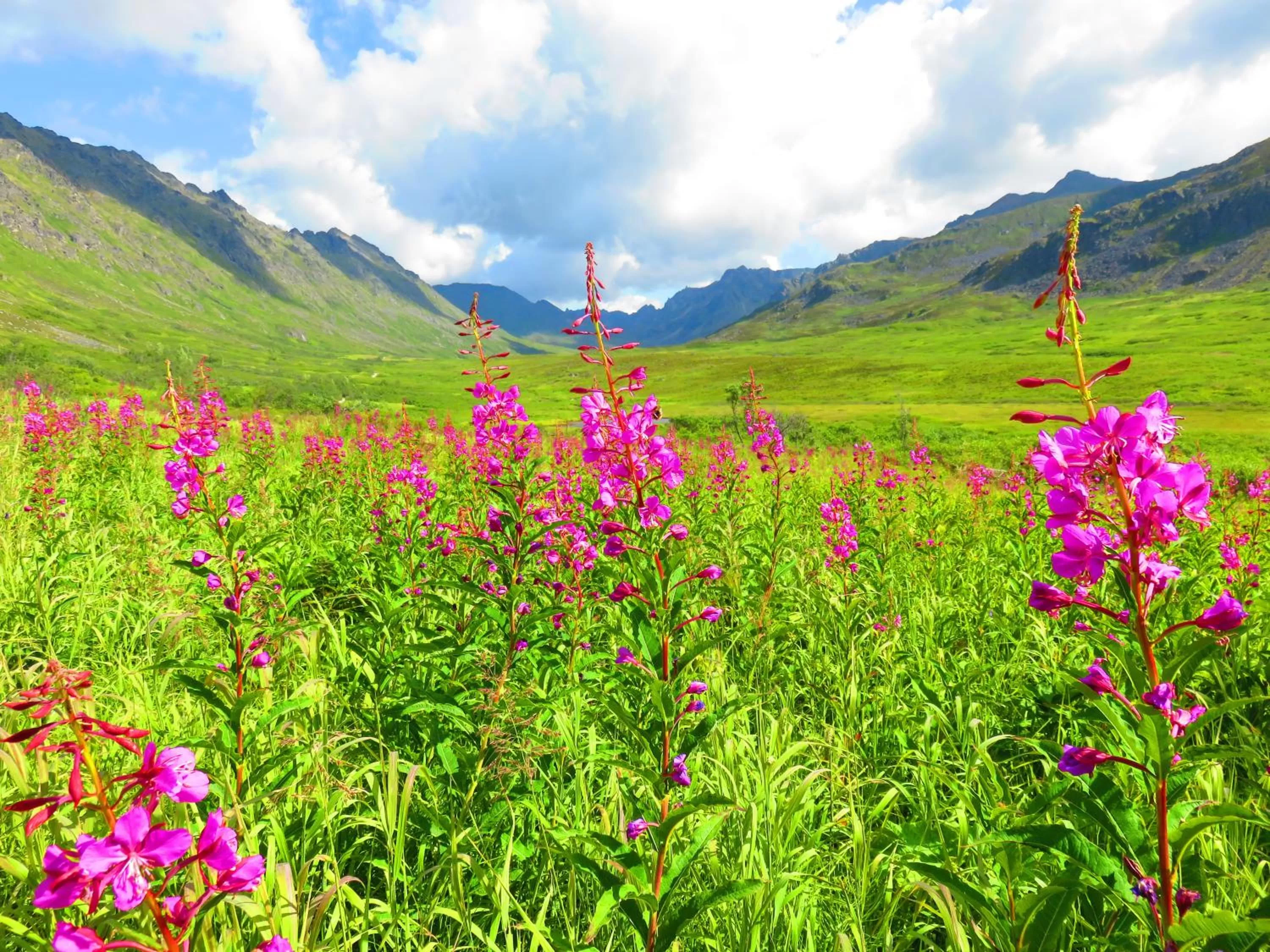 Hatcher Pass Cabins