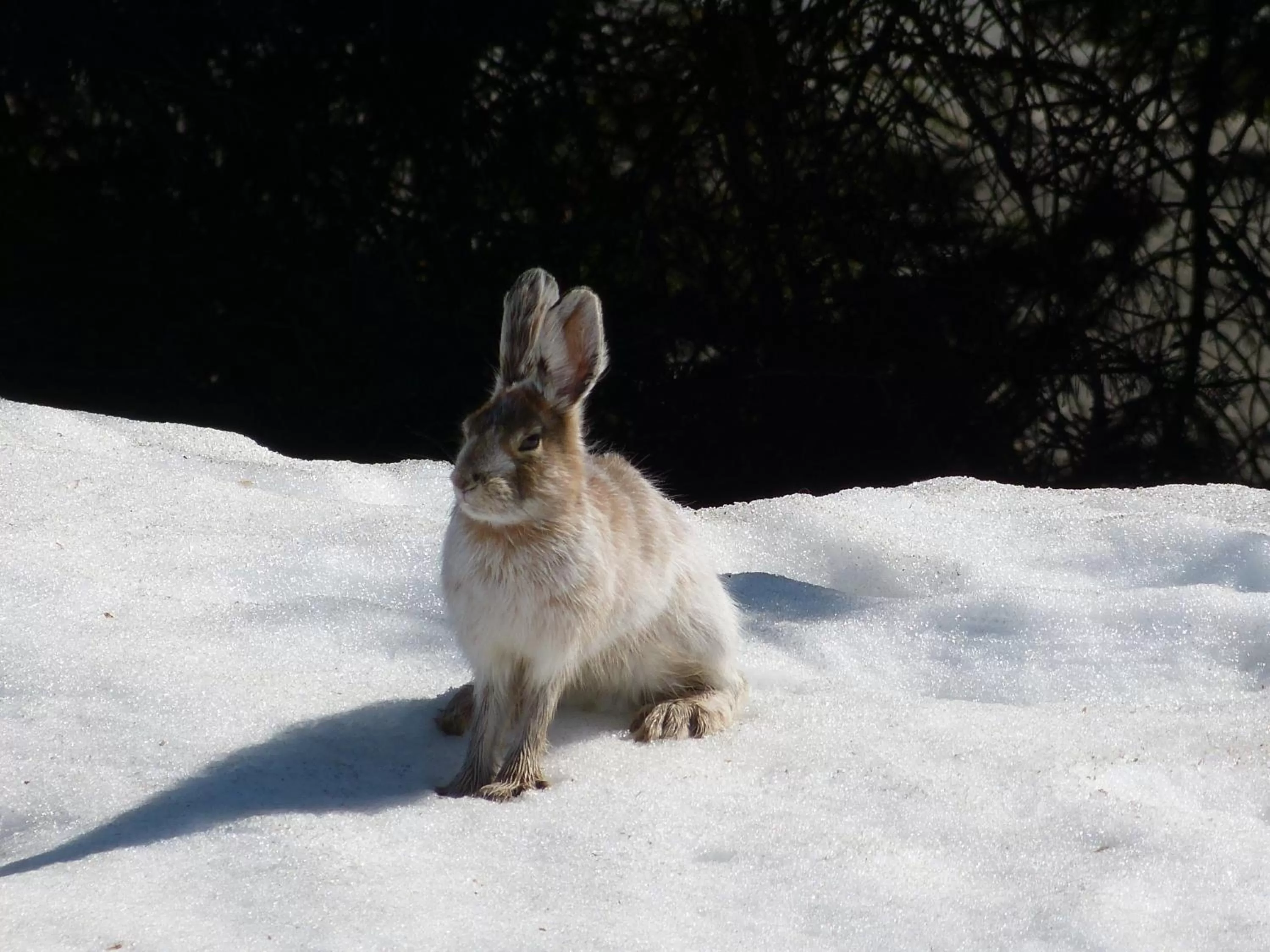 Animals in Halcyon Heights B&B/Inn