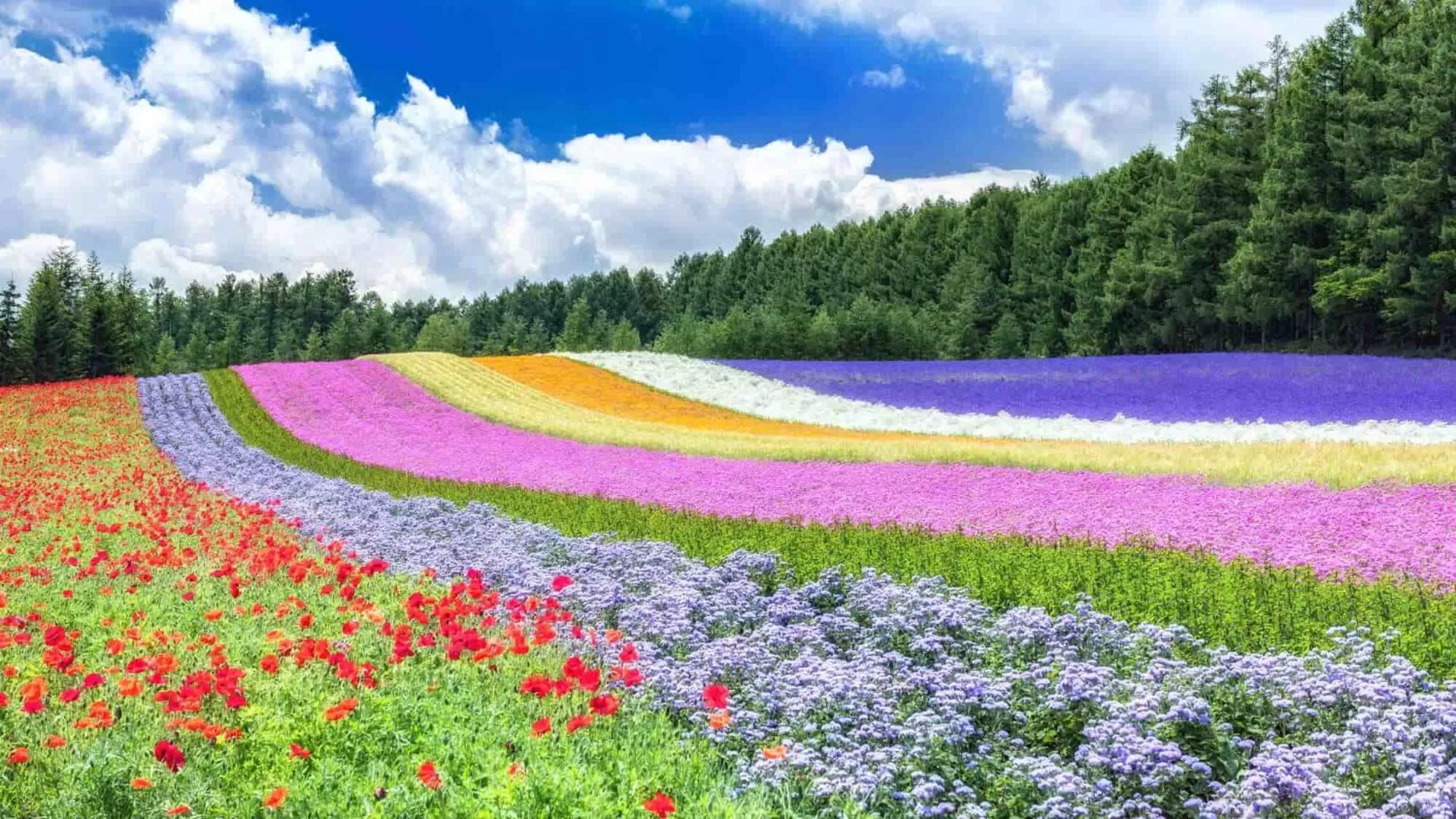 Nearby landmark in Toyoko Inn Hokkaido Asahikawa eki Higashi guchi