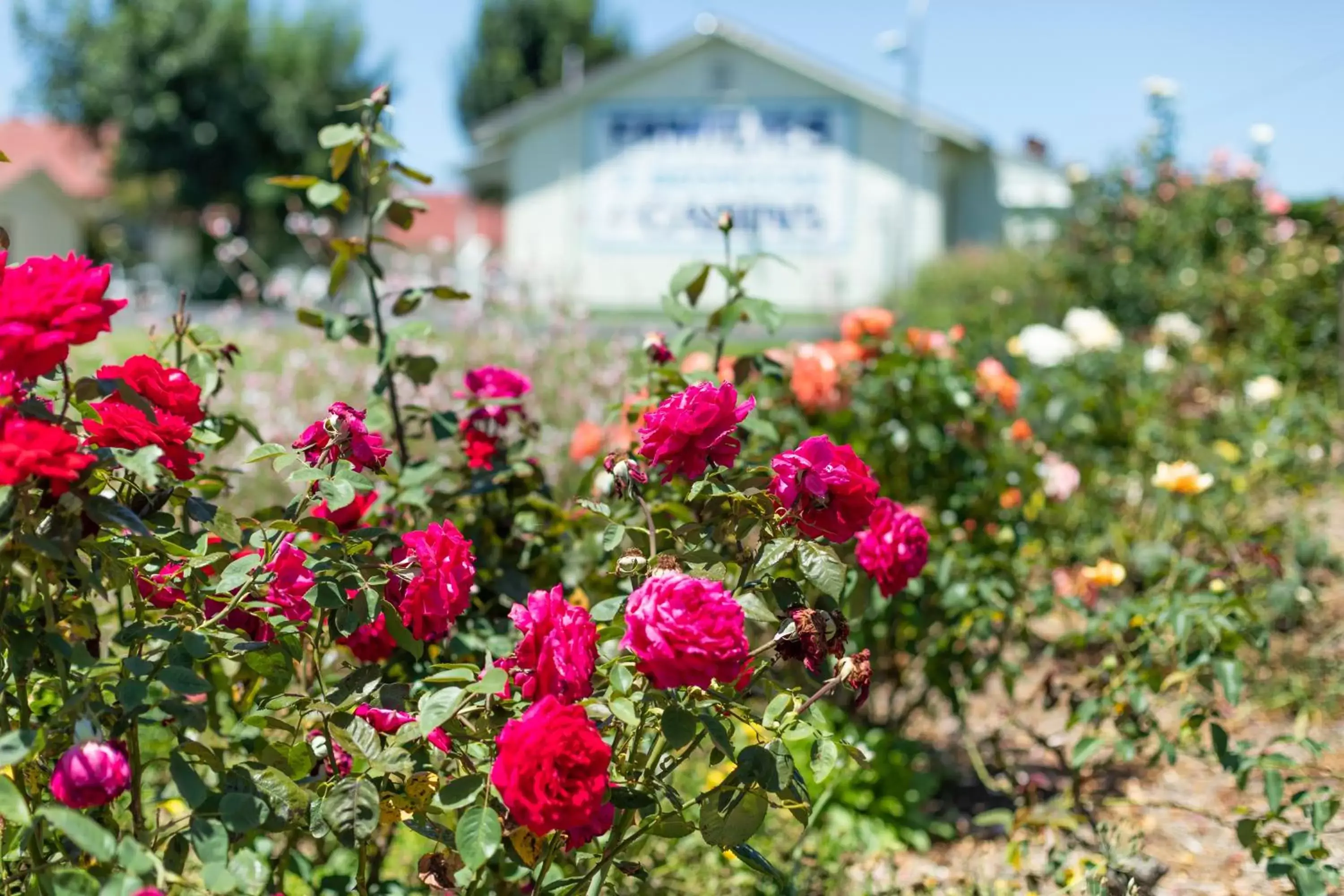 Garden in Golfers Inn