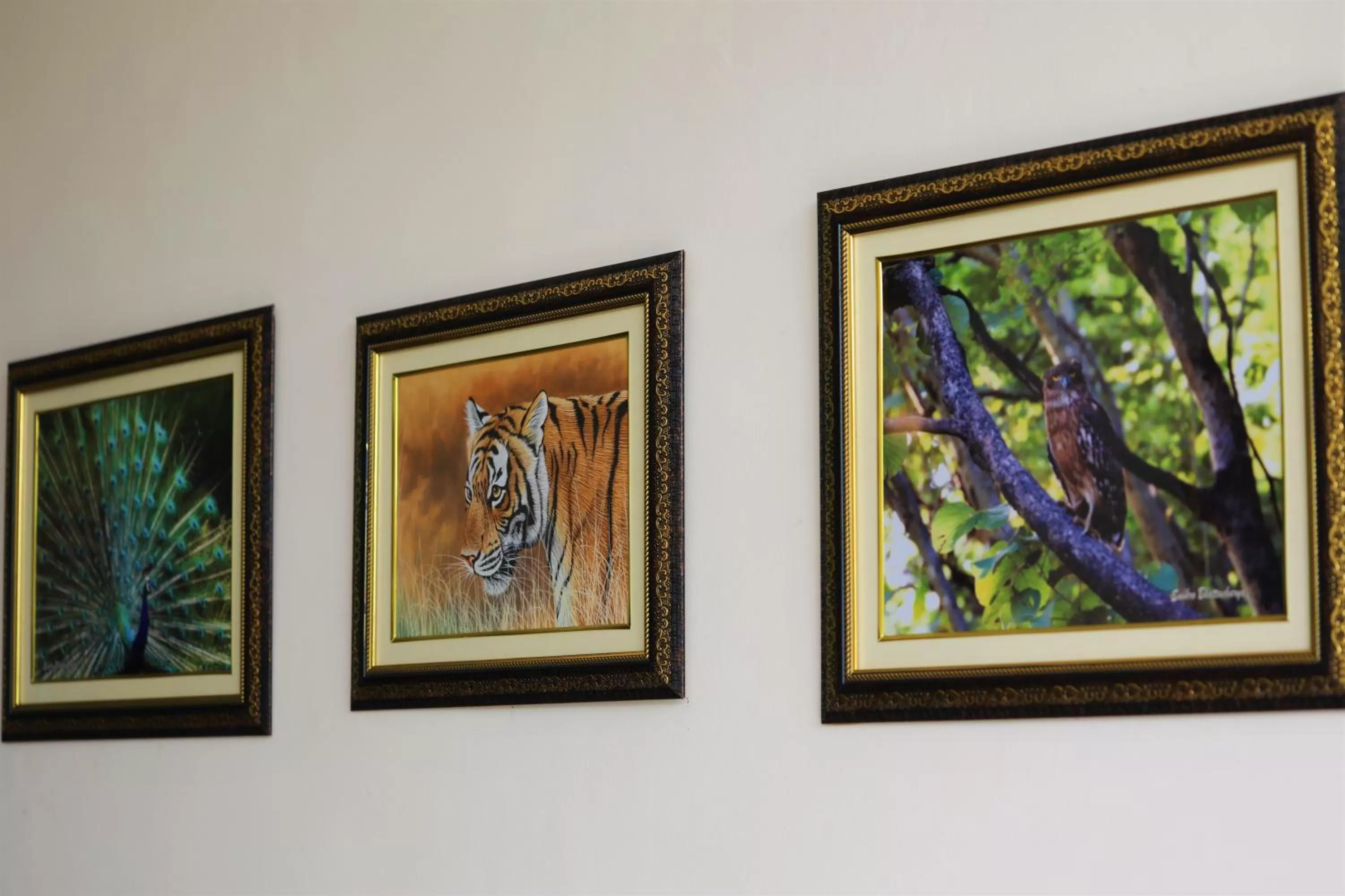 Camp Paridhi Ranthambhore, Homestay