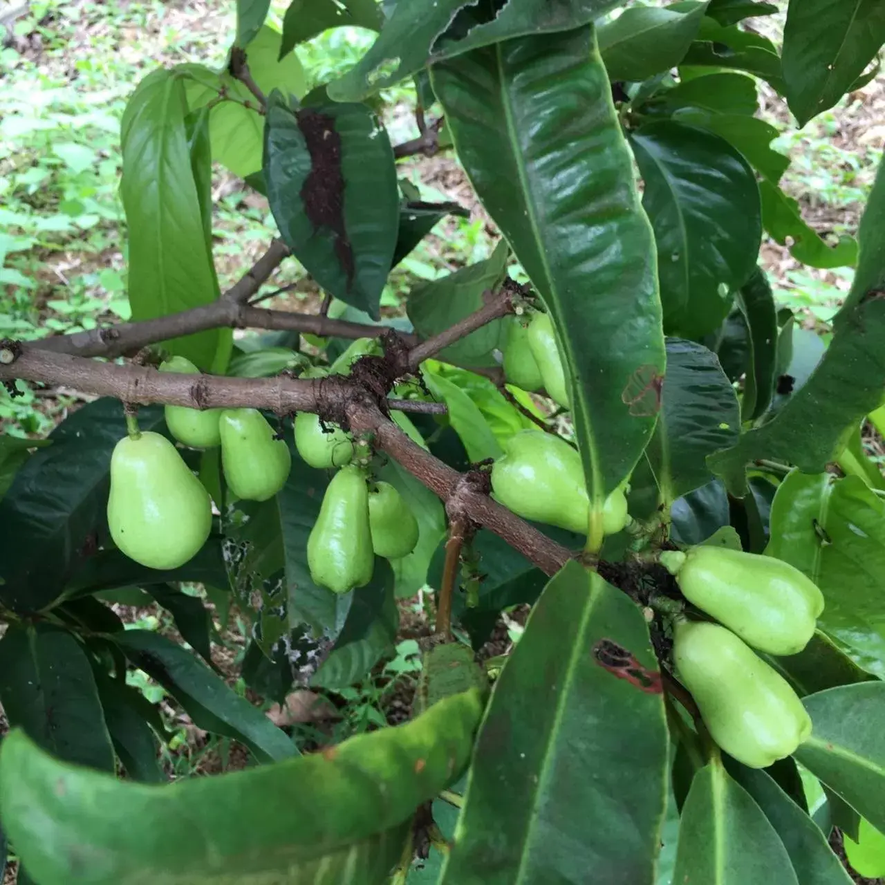 Property building, Other Animals in Coffee Garden