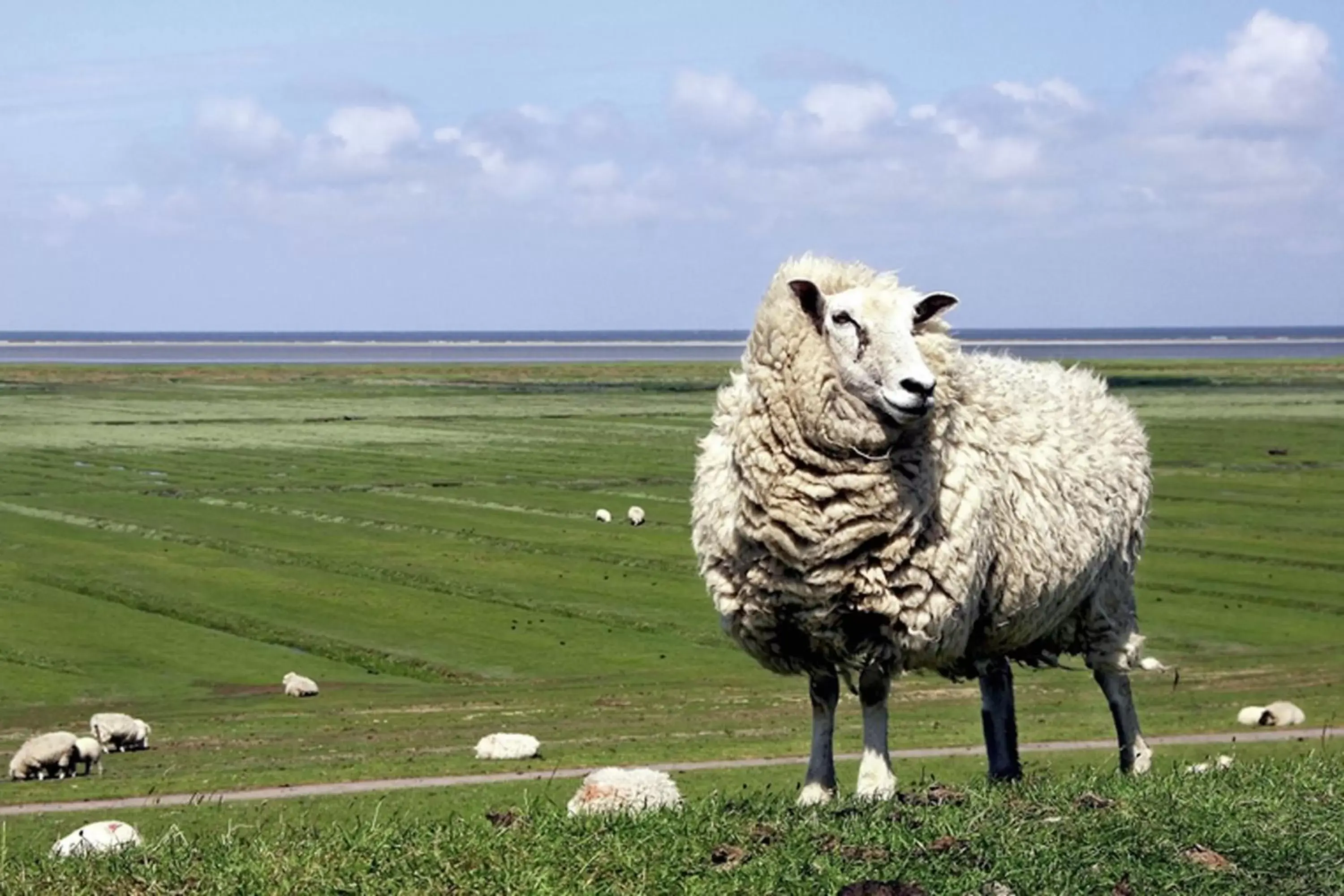 Natural landscape, Other Animals in Best Western Plus Theodor Storm Hotel