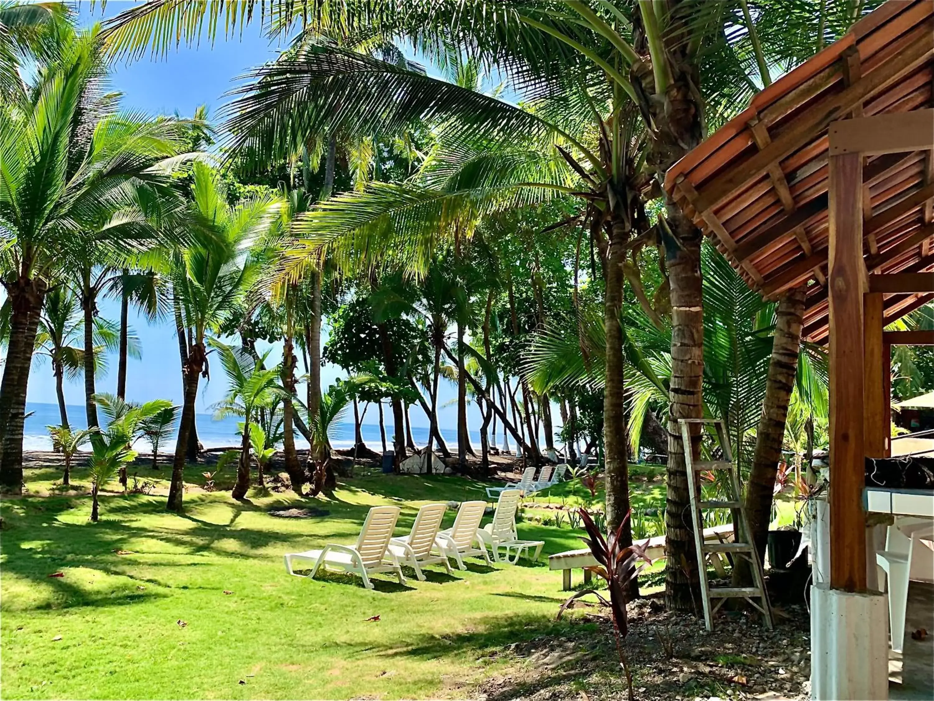 Garden in Hotel Beachfront Vista Hermosa