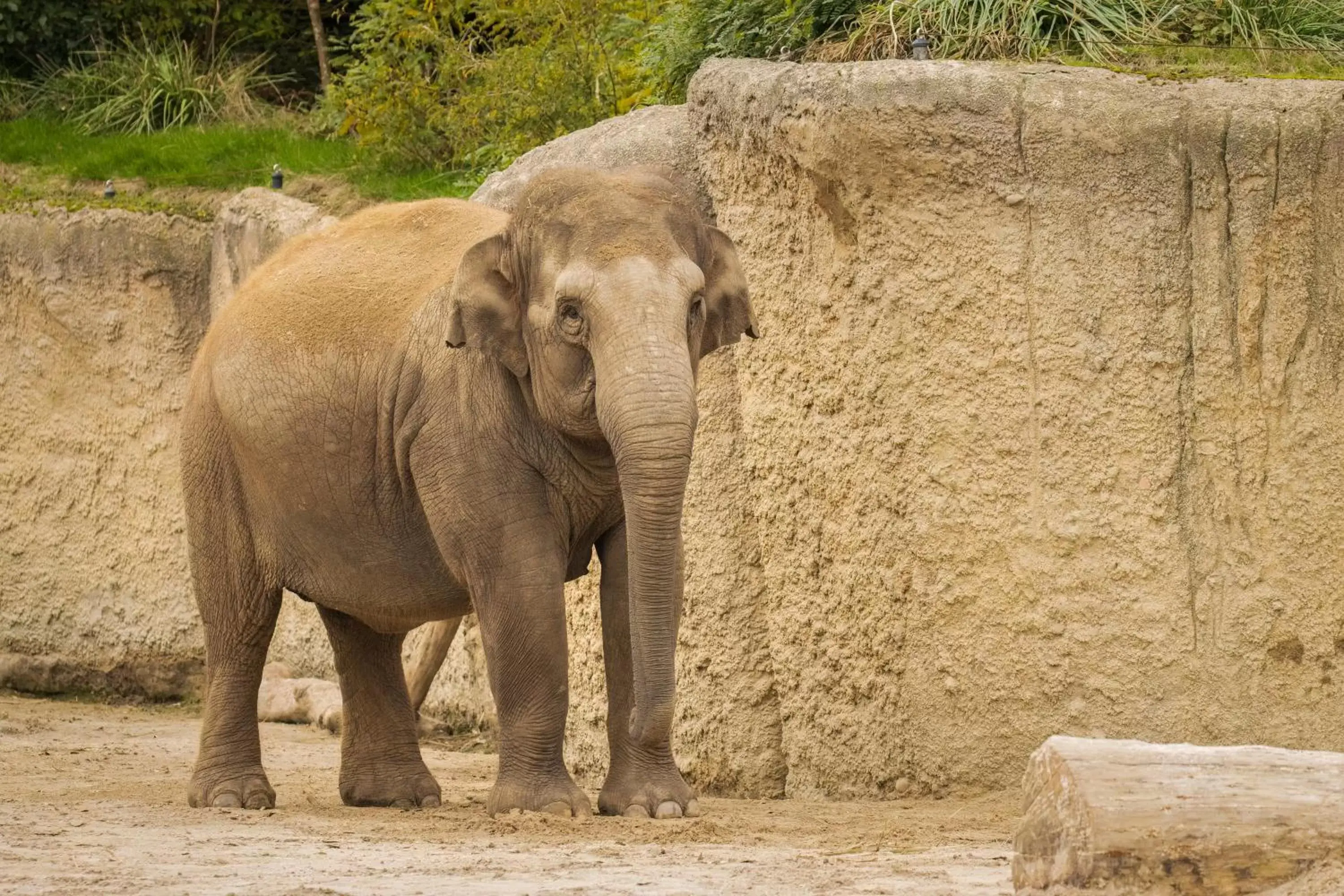 Nearby landmark, Other Animals in Emmen bed and breakfast