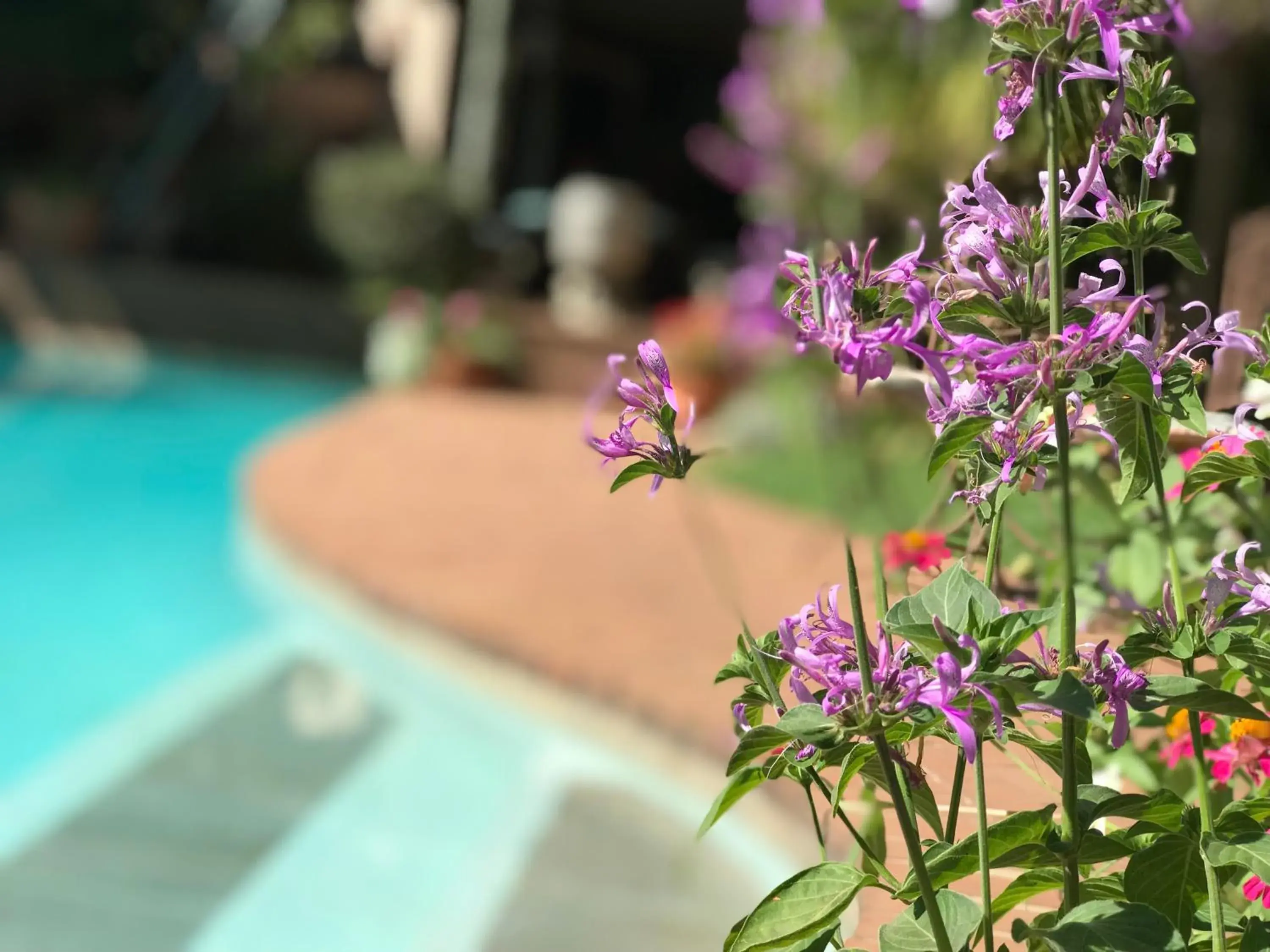 Garden, Swimming Pool in Claires of Sandton Luxury Guest House