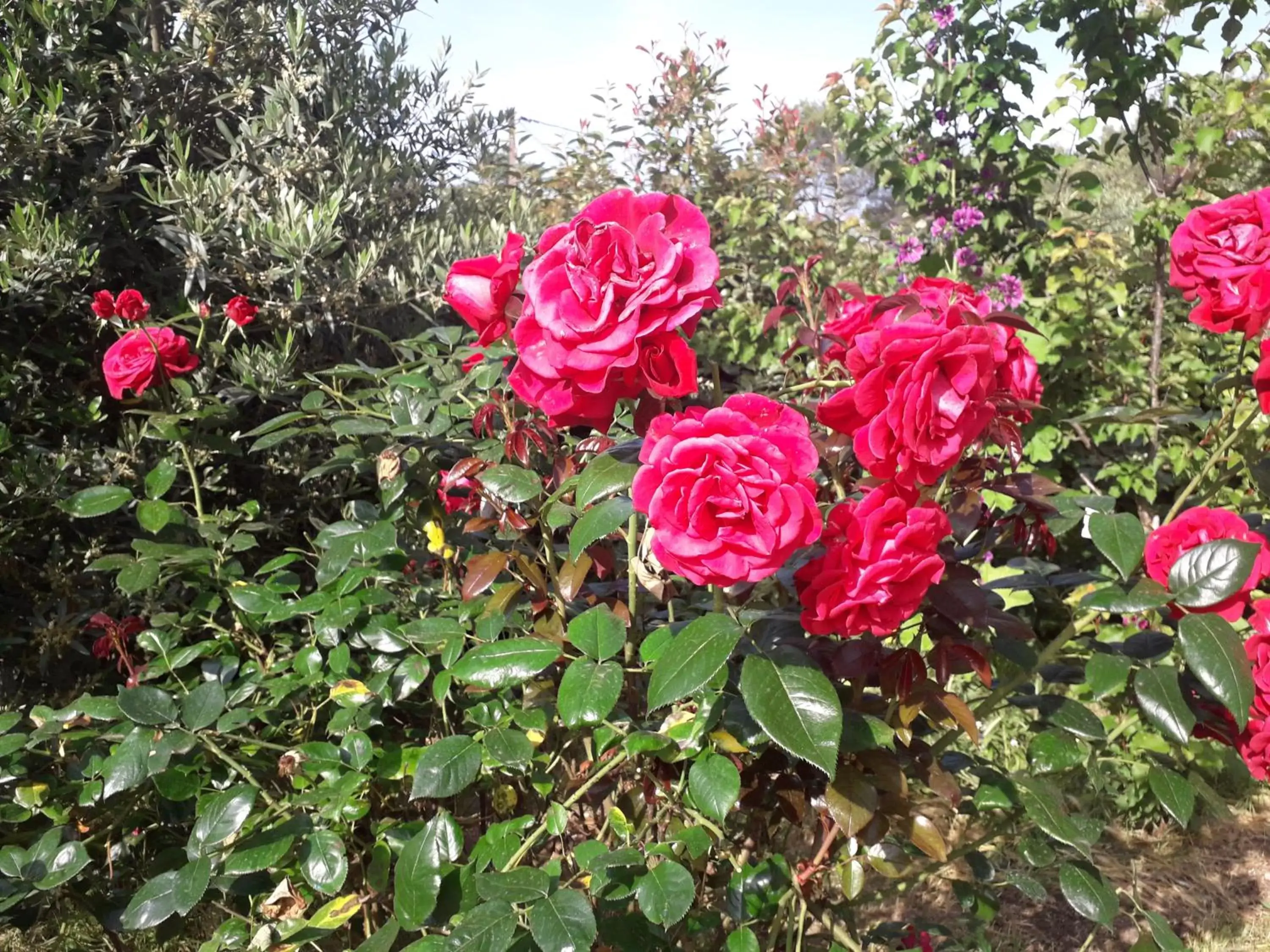 Garden in La Villa Provençale