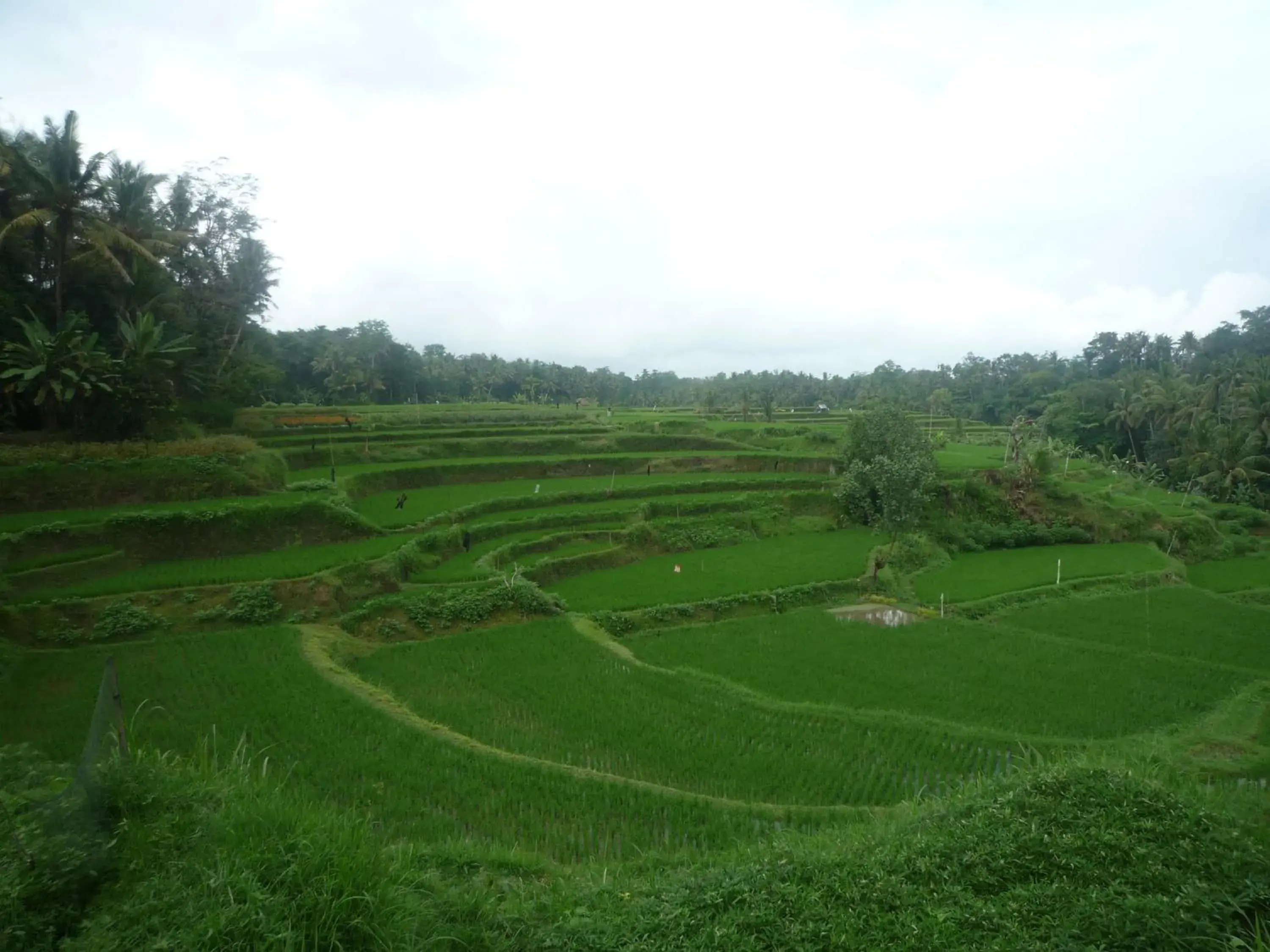 Garden in Villa Semana