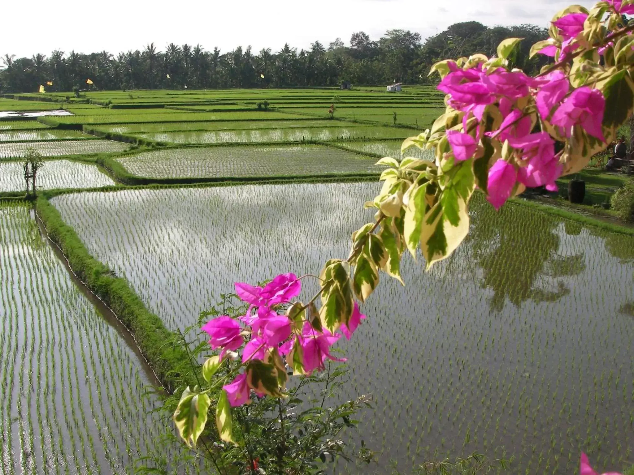 Bird's eye view in Green Field Hotel and Restaurant