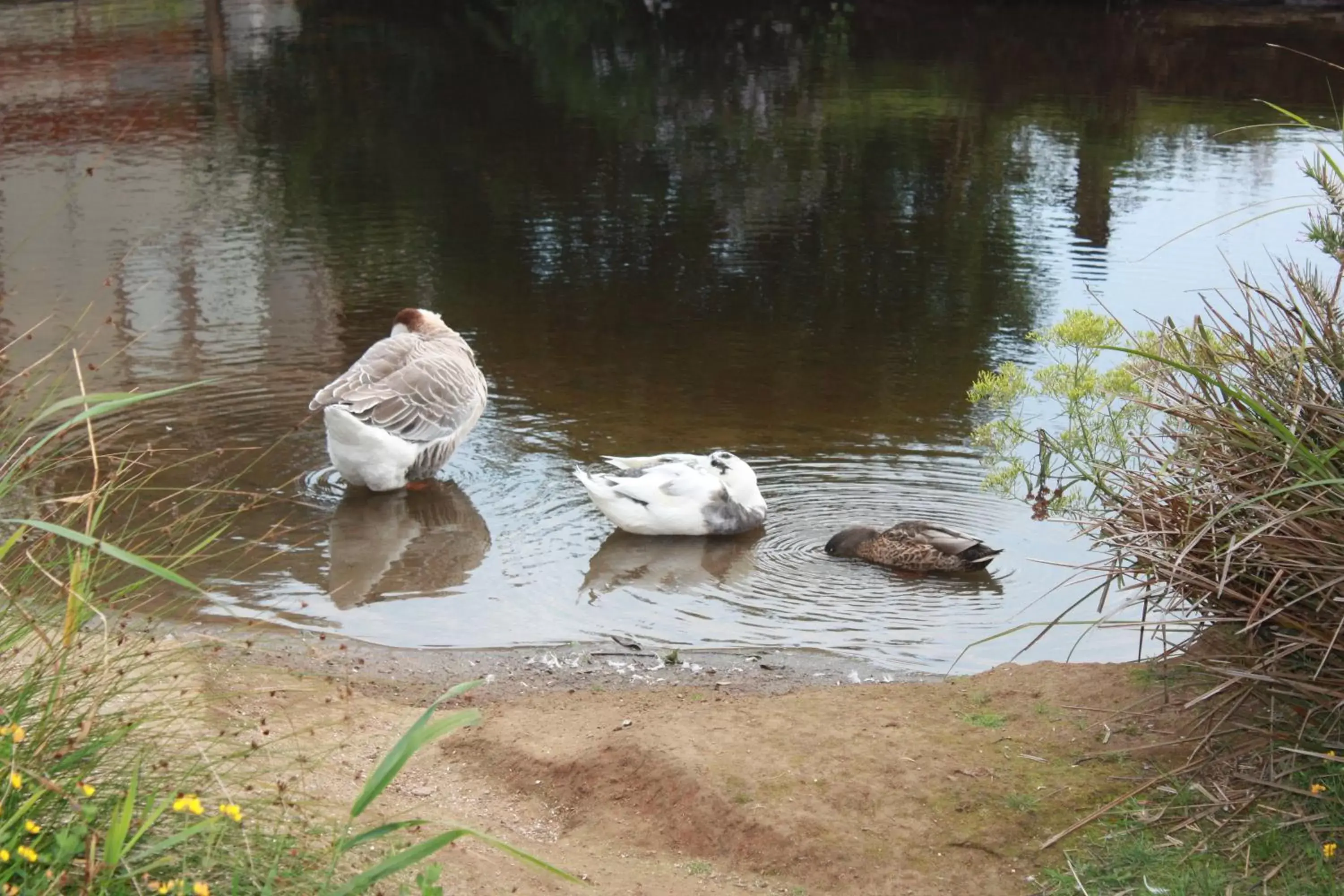 Day, Other Animals in Little Creek Cove Beach Resort