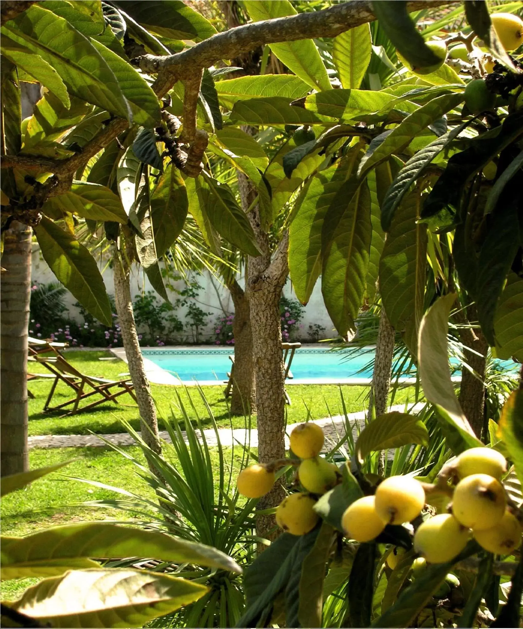 Garden, Swimming Pool in Uma Casa a Beira Sol
