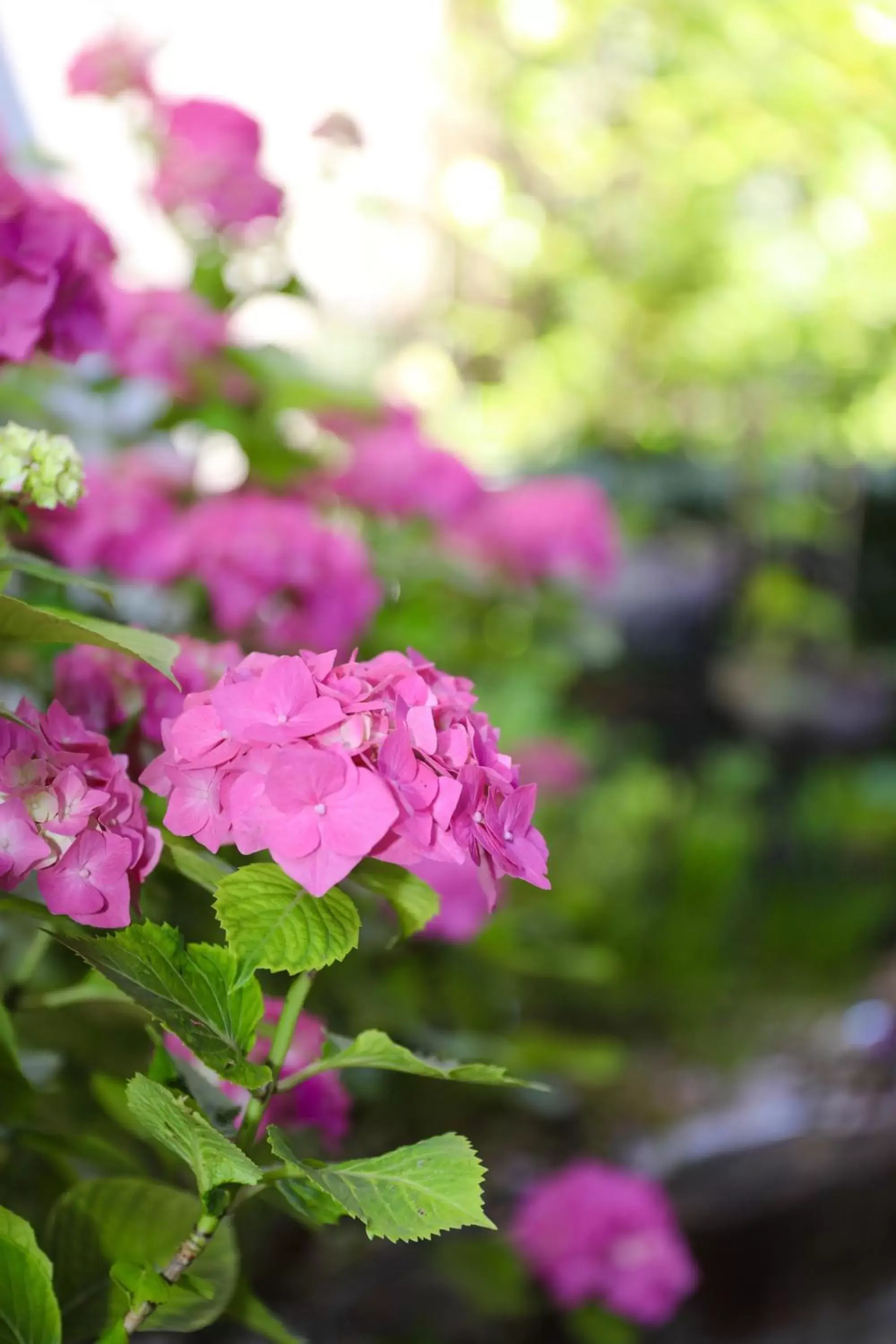 Garden in Hotel New Orly