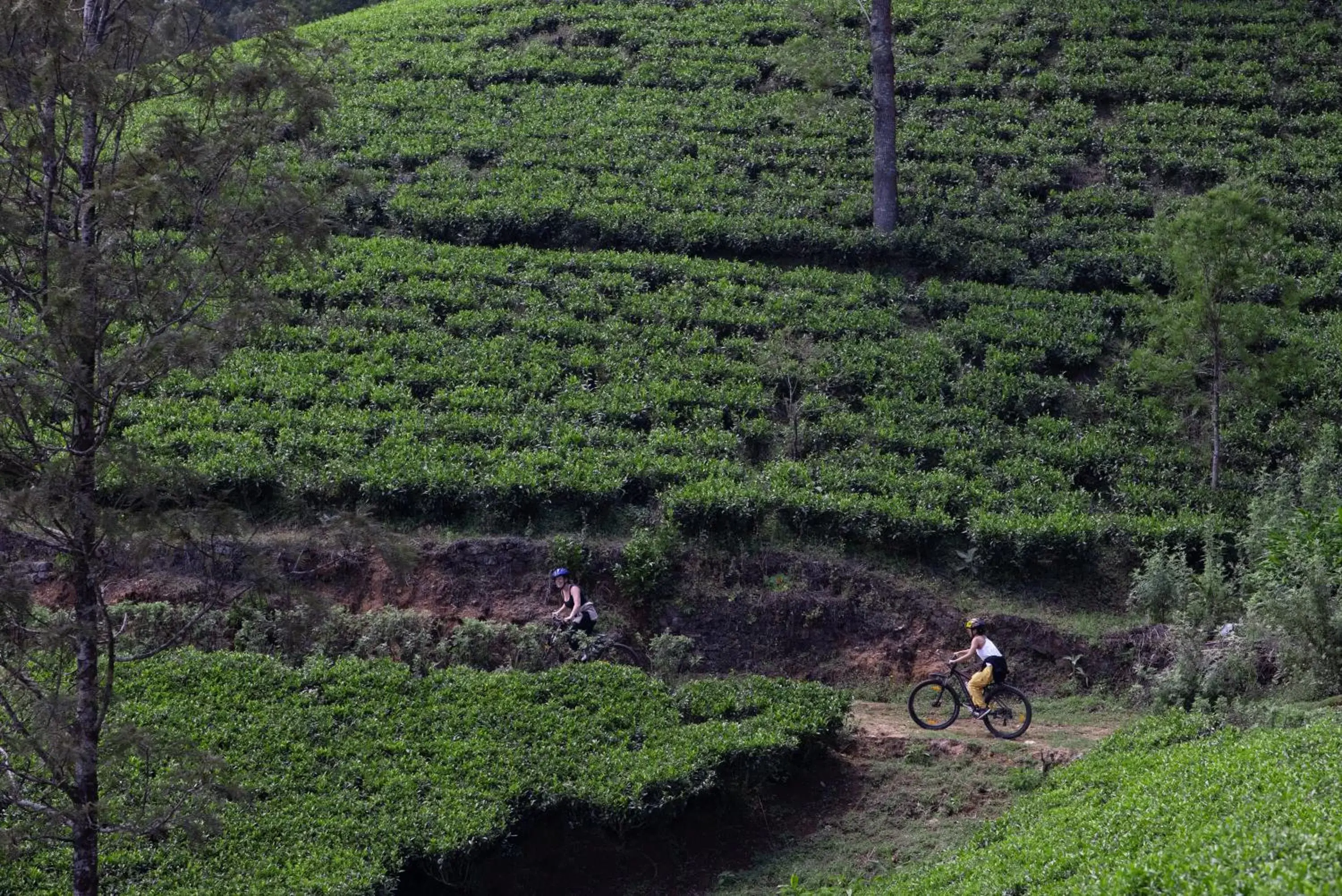 Cycling in Heritance Tea Factory