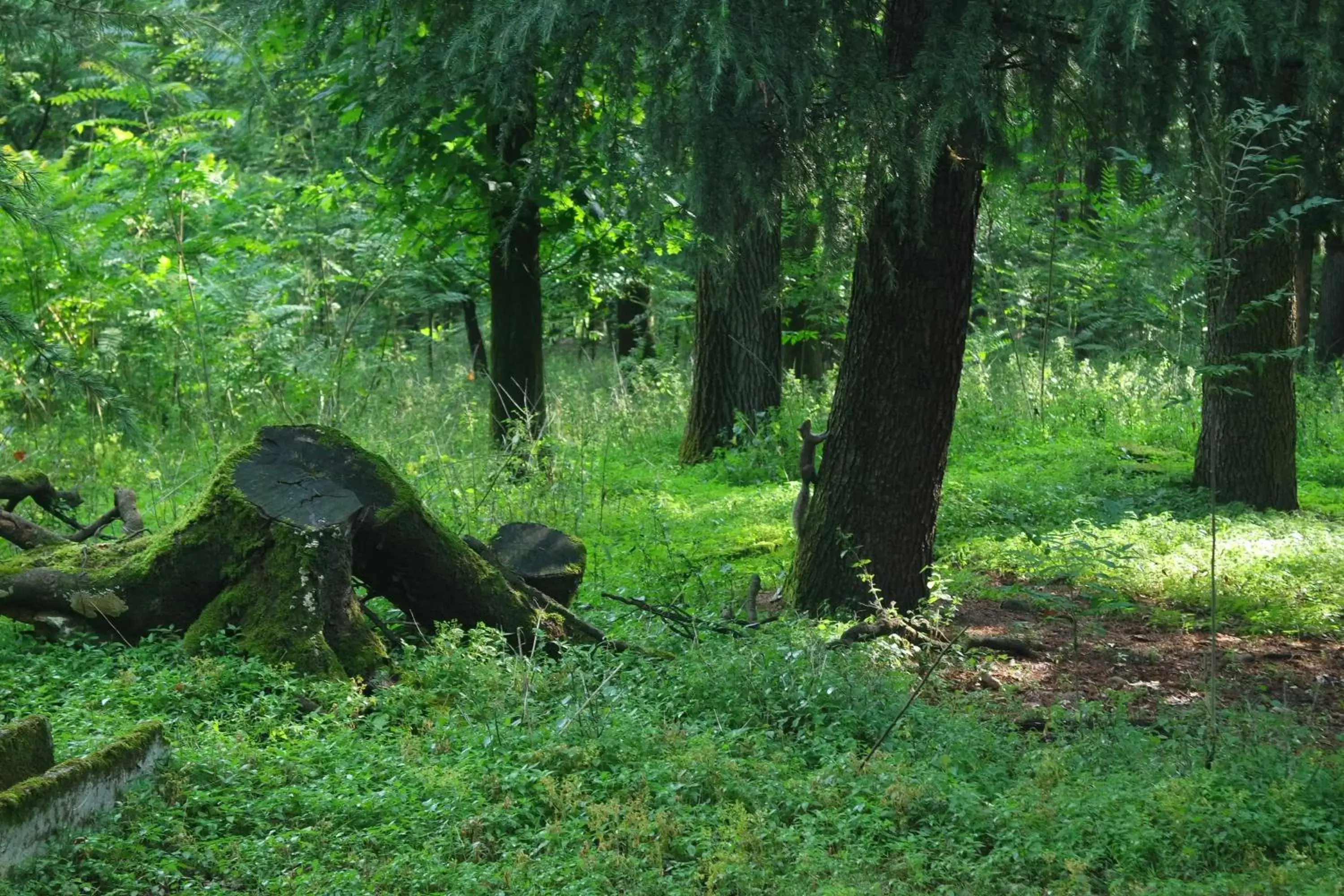 Area and facilities, Other Animals in Country Hotel Castelbarco