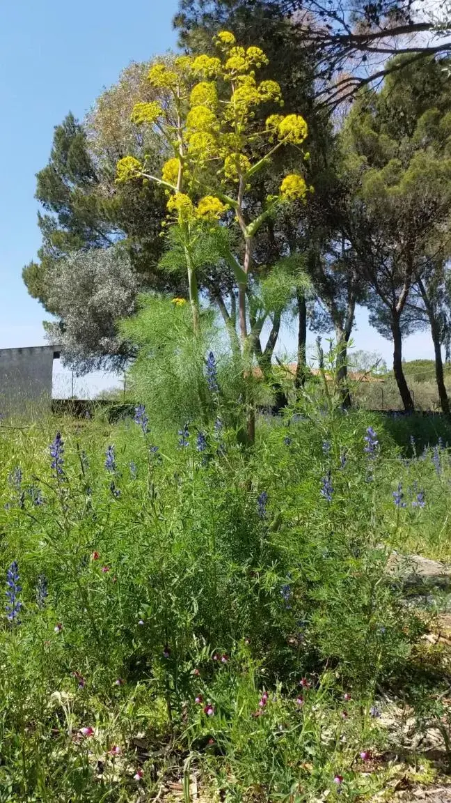 Garden in Villa Morgante B&B