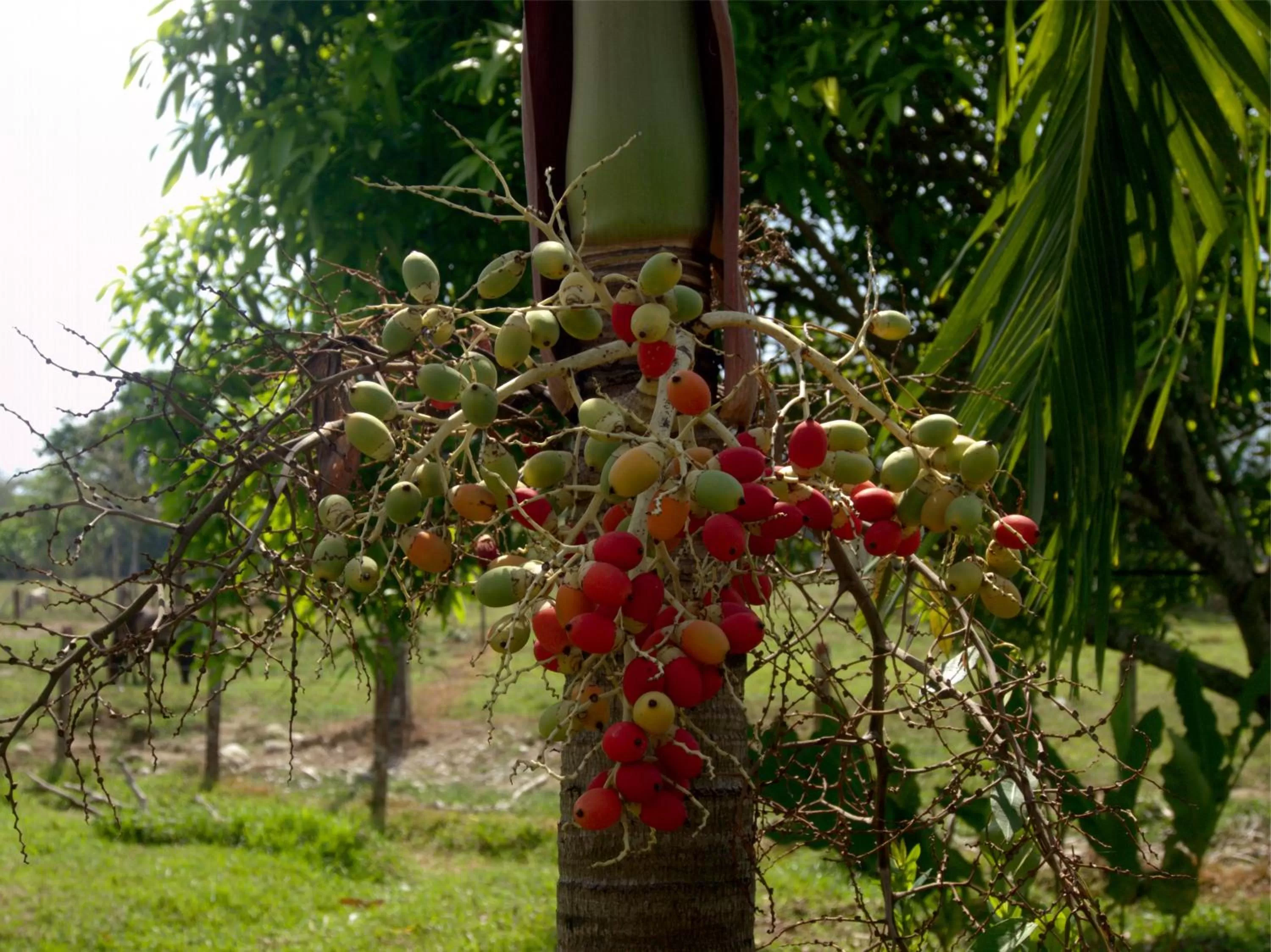 Garden in Hotel Rio Humadea