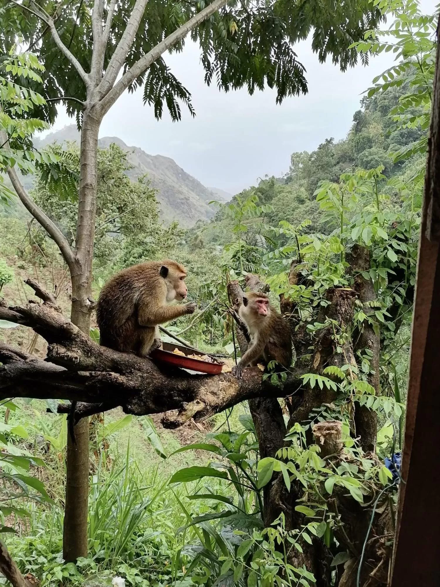 Ella Lucky Panoramic