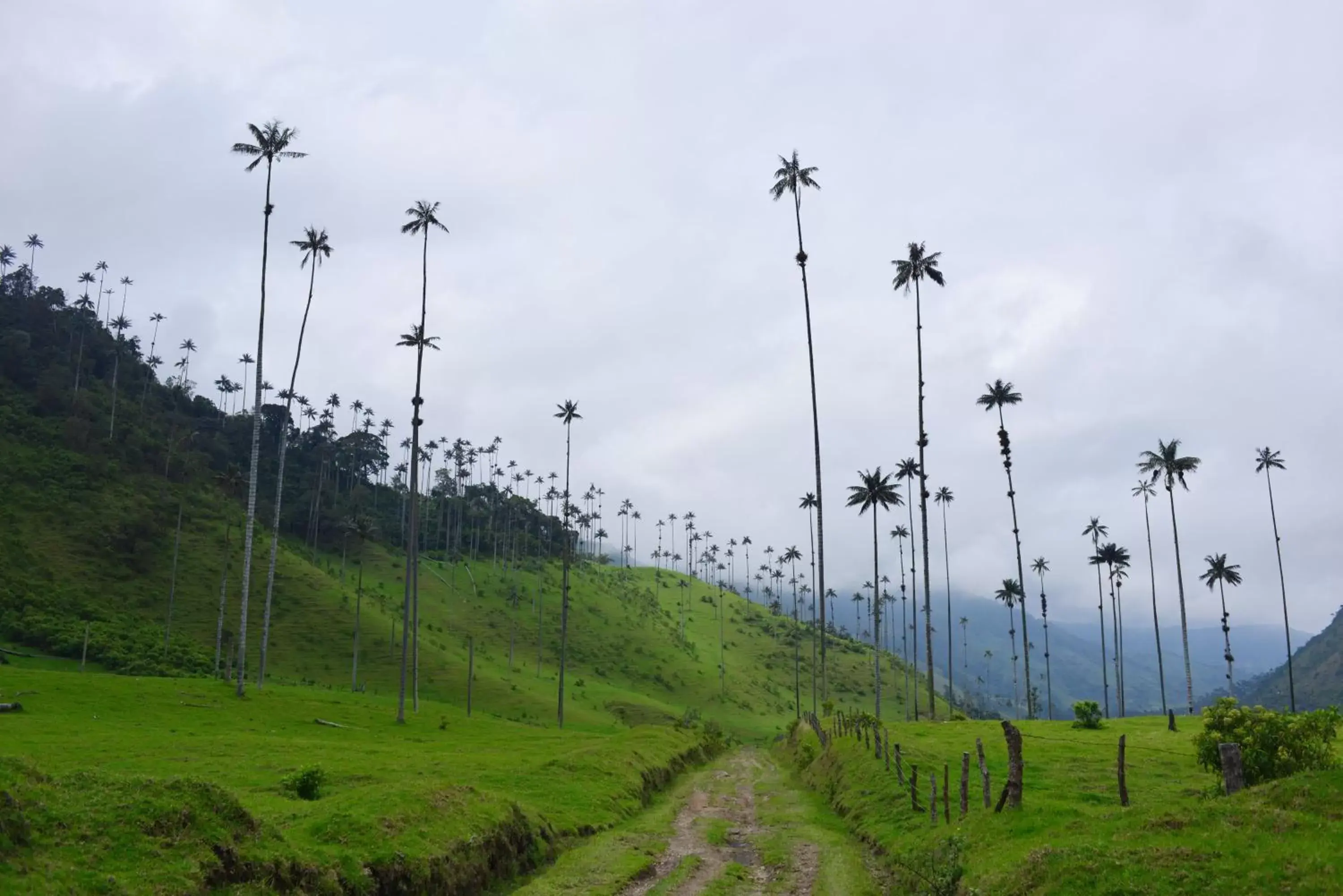 Area and facilities, Natural Landscape in Hotel El Mirador del Cocora