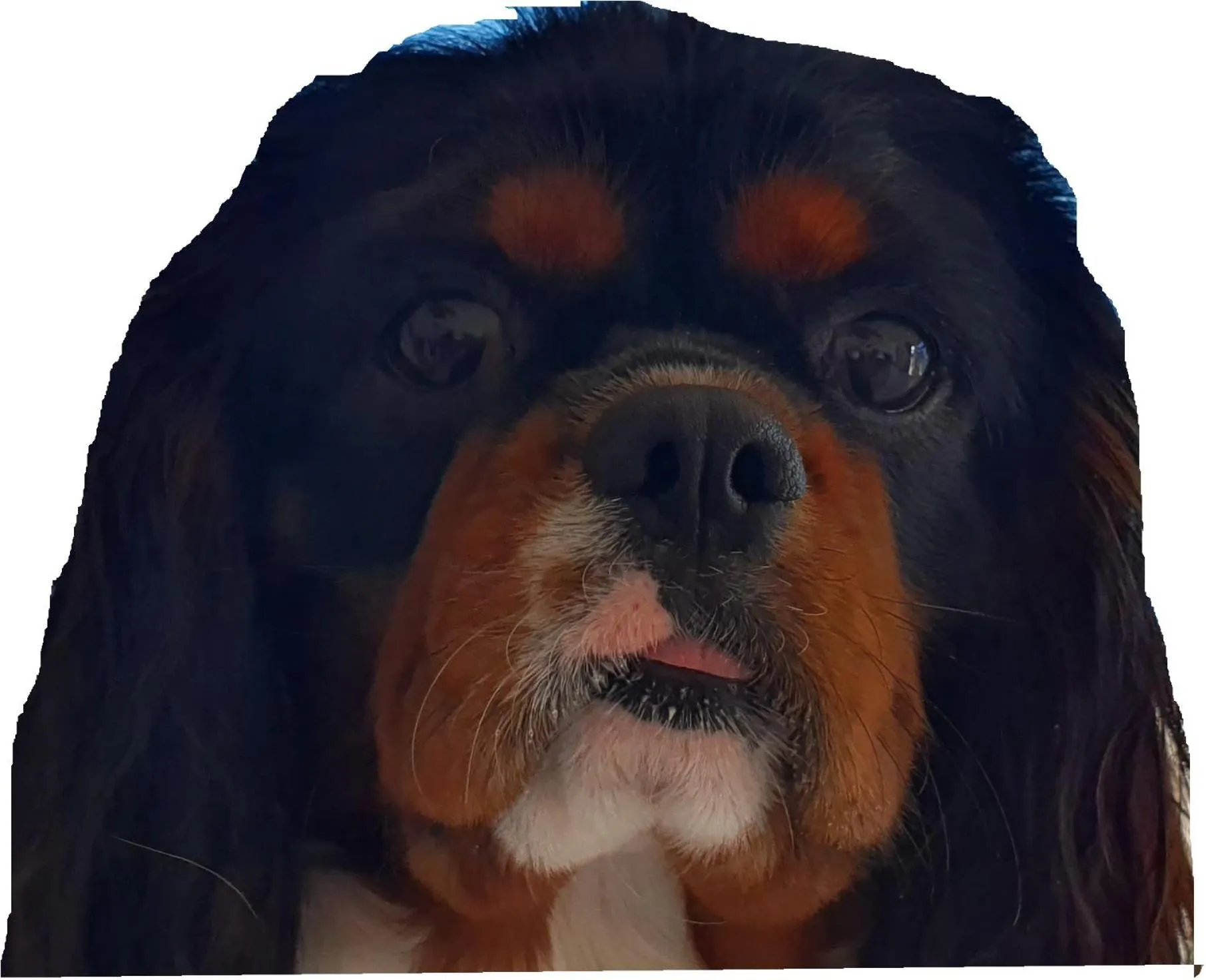 Pets in Quality Suites Central Square