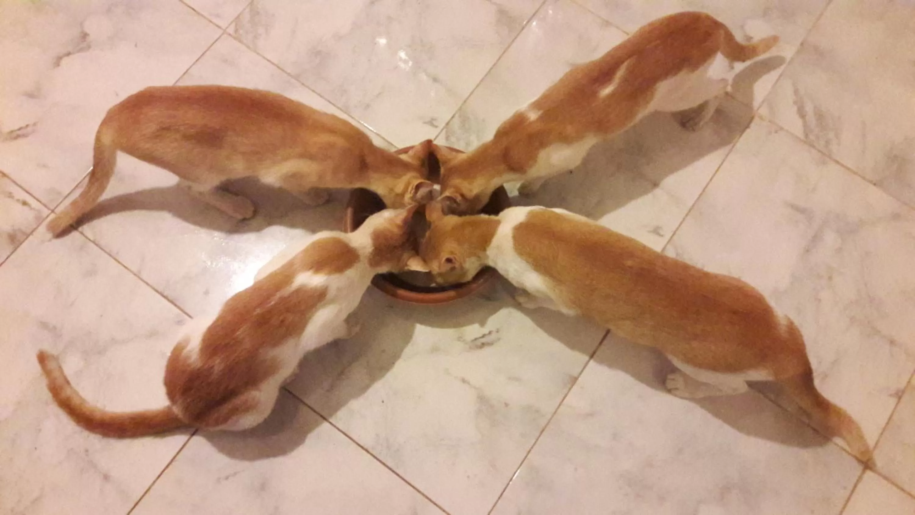 Pets, Other Animals in Blackstar Inn