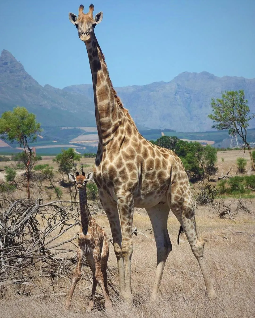 View (from property/room) in Wild Clover Cottages