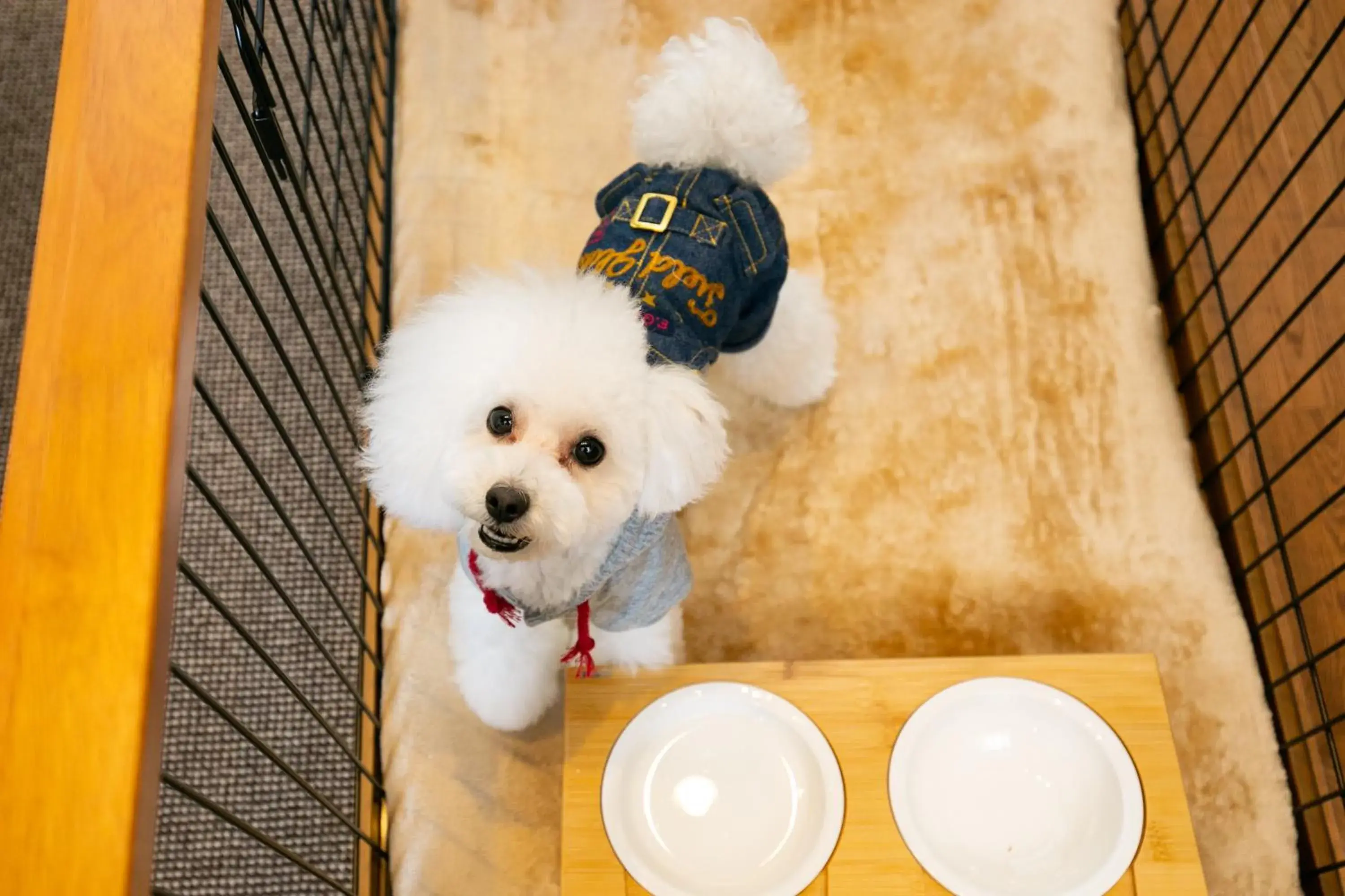 Pets in Hotel Morinokaze Tateyama