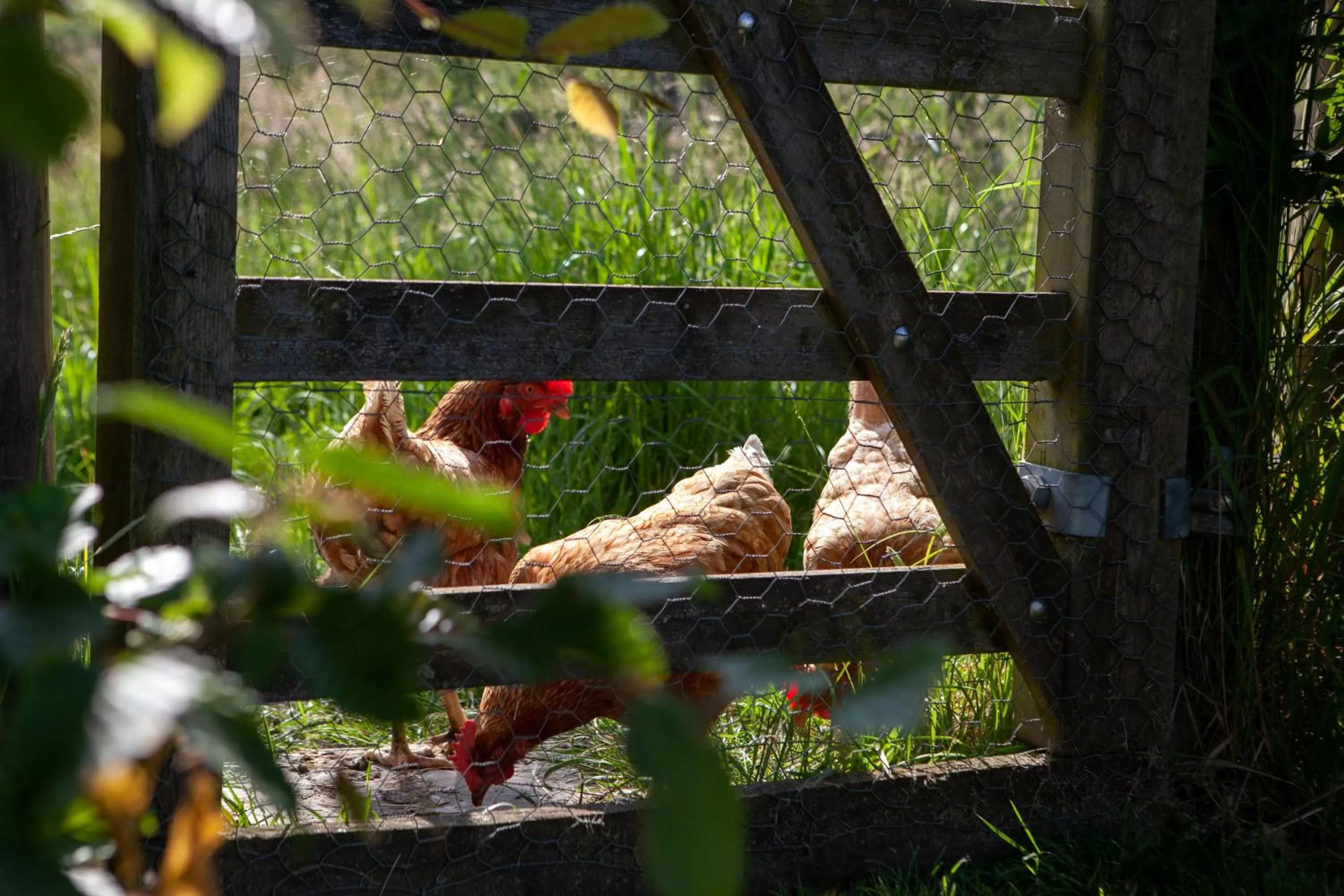 Animals in Gutchpool Farm