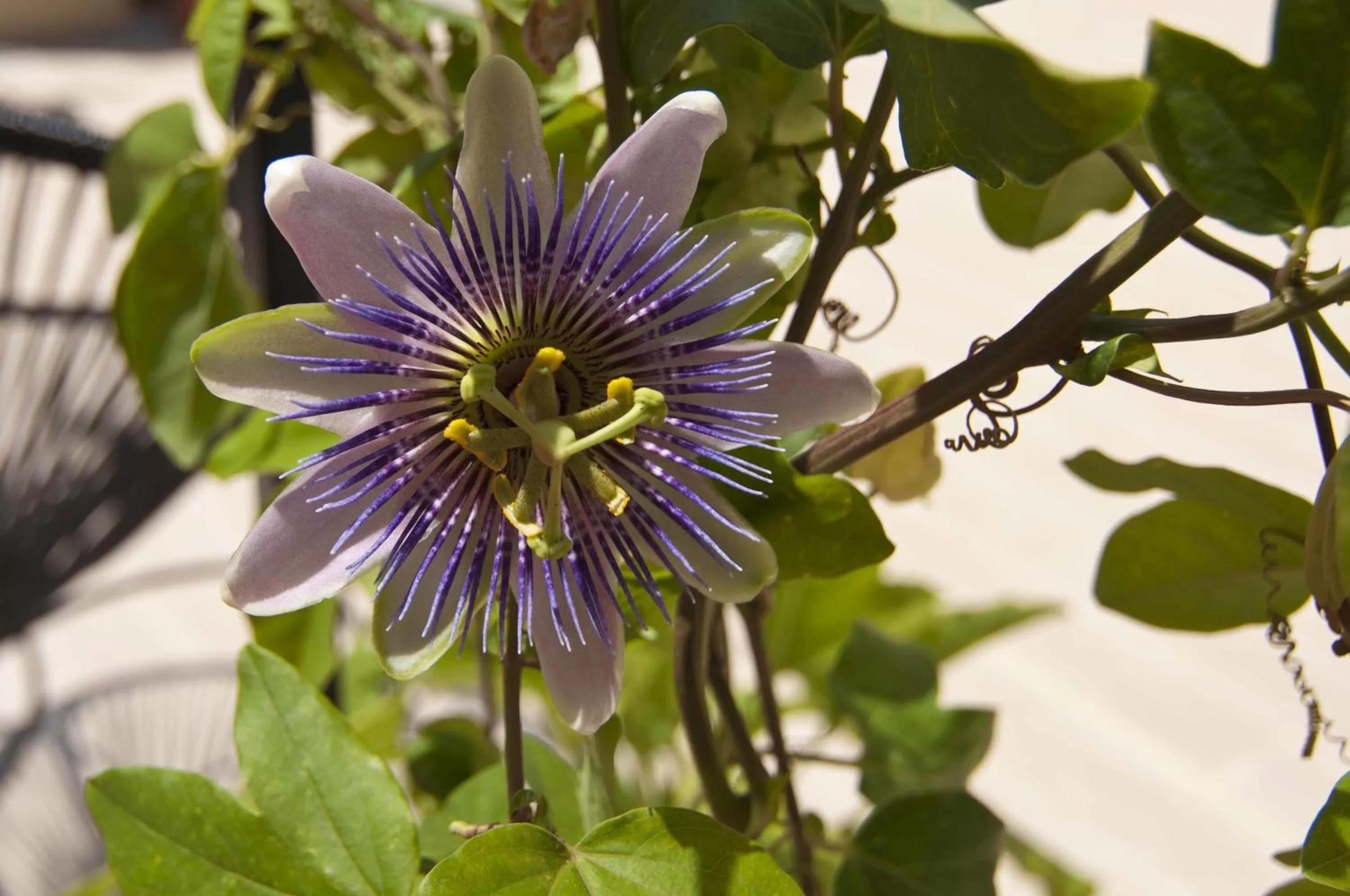 Decorative detail in Zalamera BnB