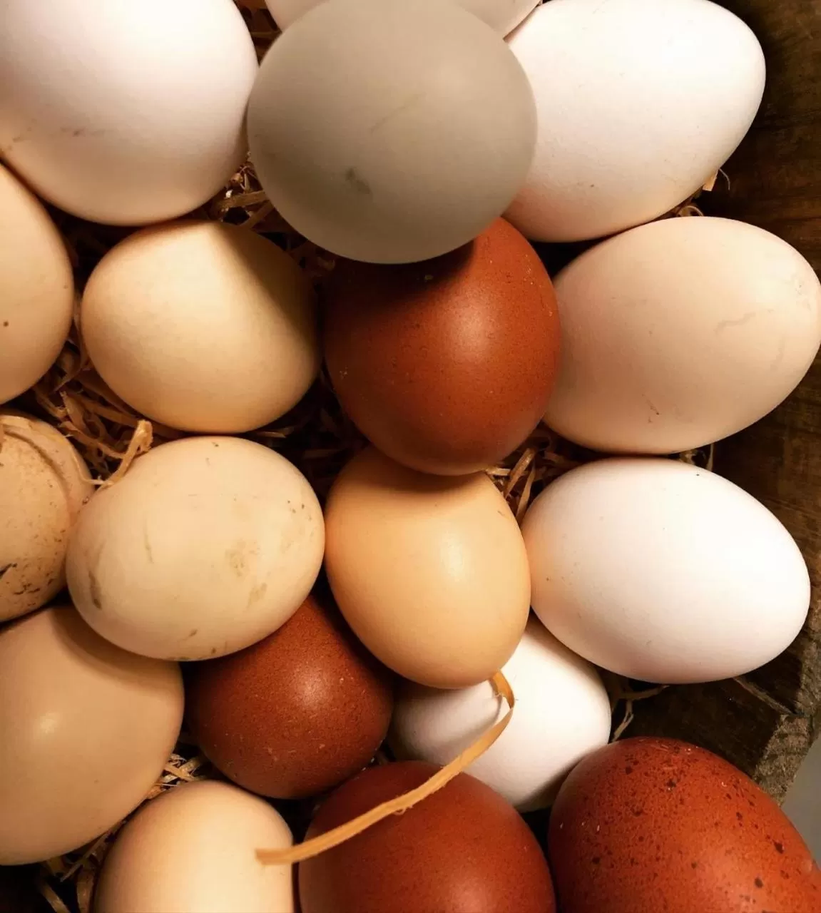 Food and drinks in Hotel La Grange - Animal Chic Hotel