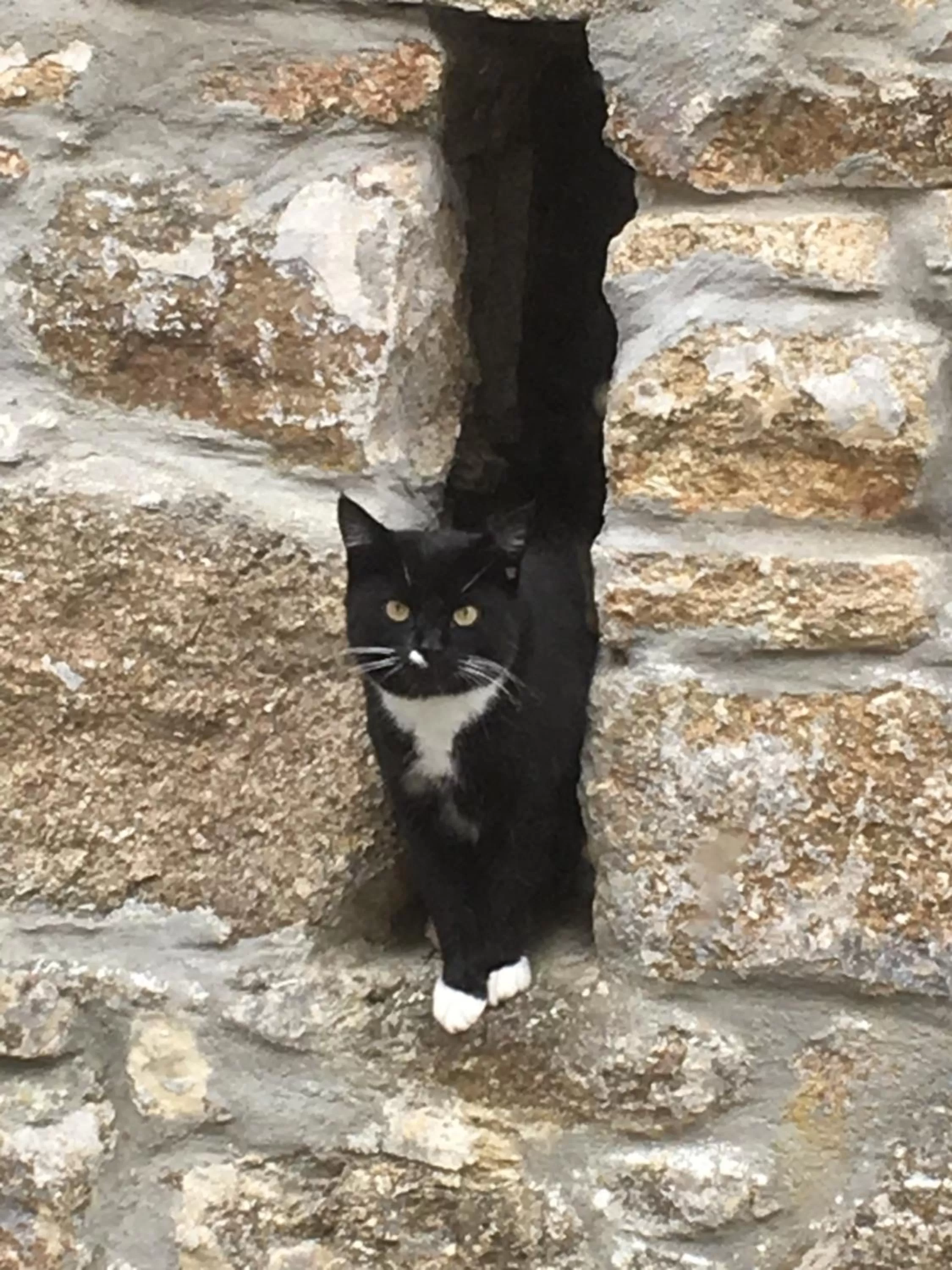 Animals, Pets in Higher Trenear Farm B&B