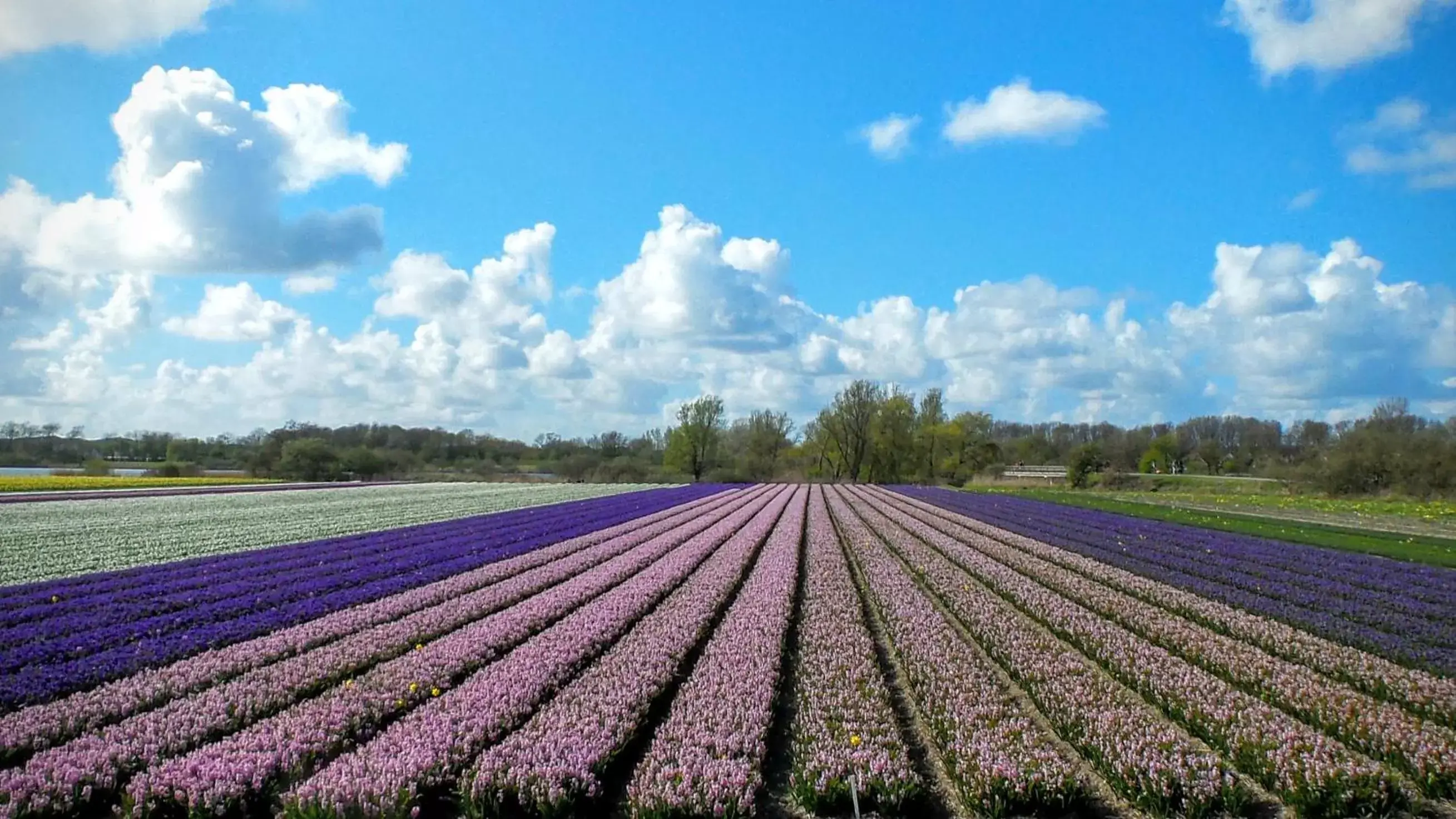 B&B Het Ruime Sop