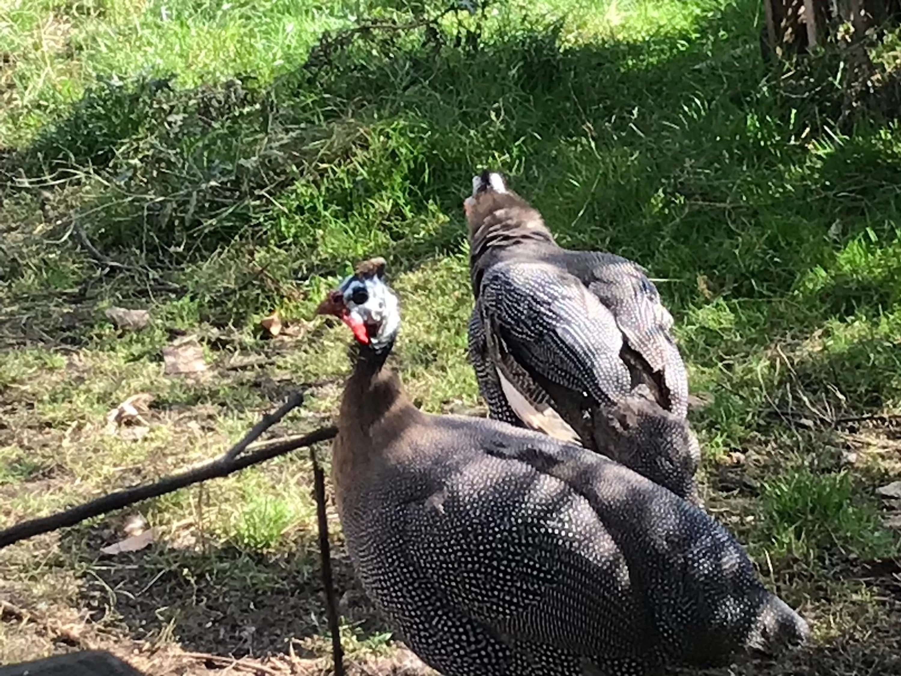 Pets in Chez Gustave & Compagnie