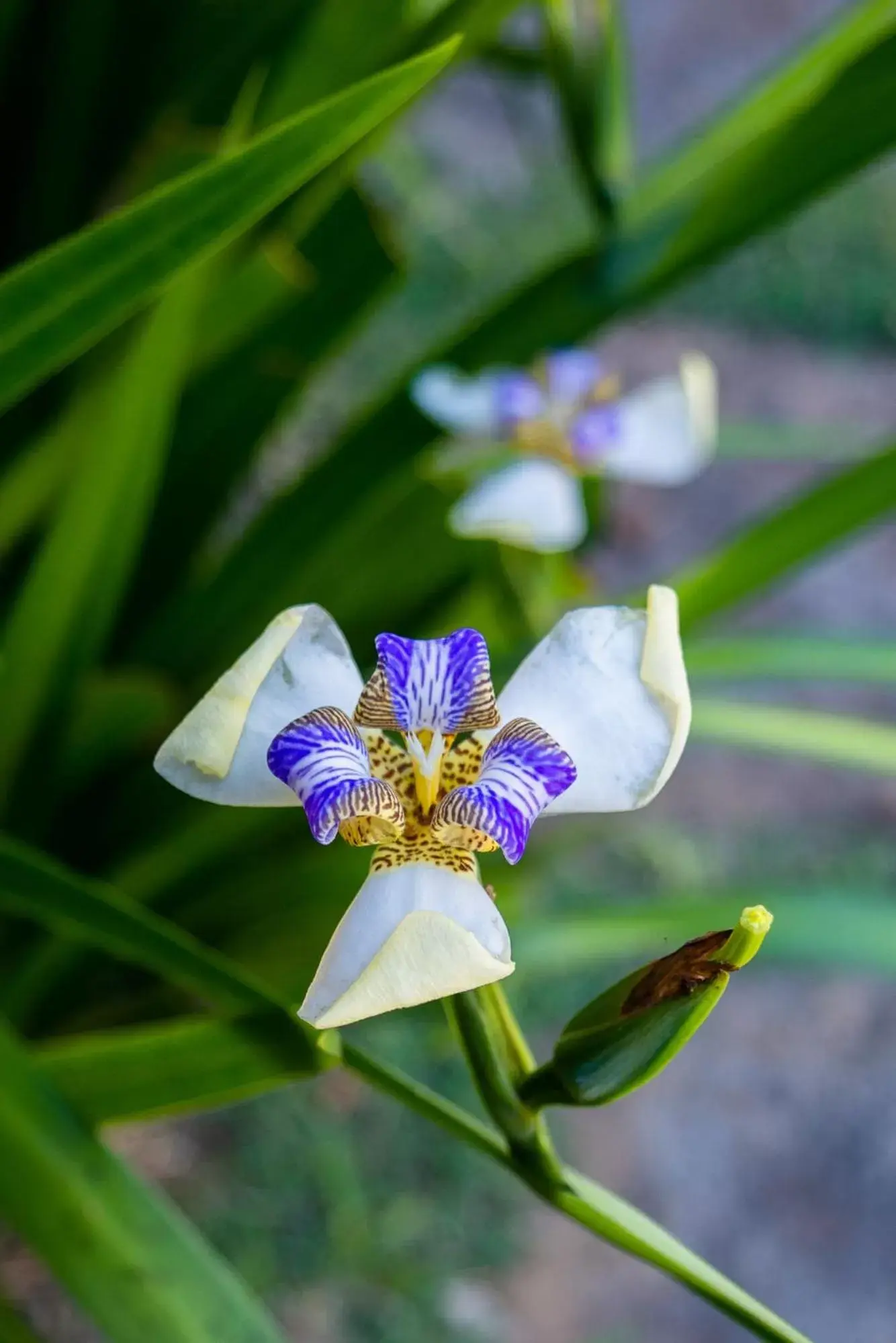 Standard Quadruple Room in Villa Bella Ferradura Standard Quadruple Room in Villa Bella Ferradura