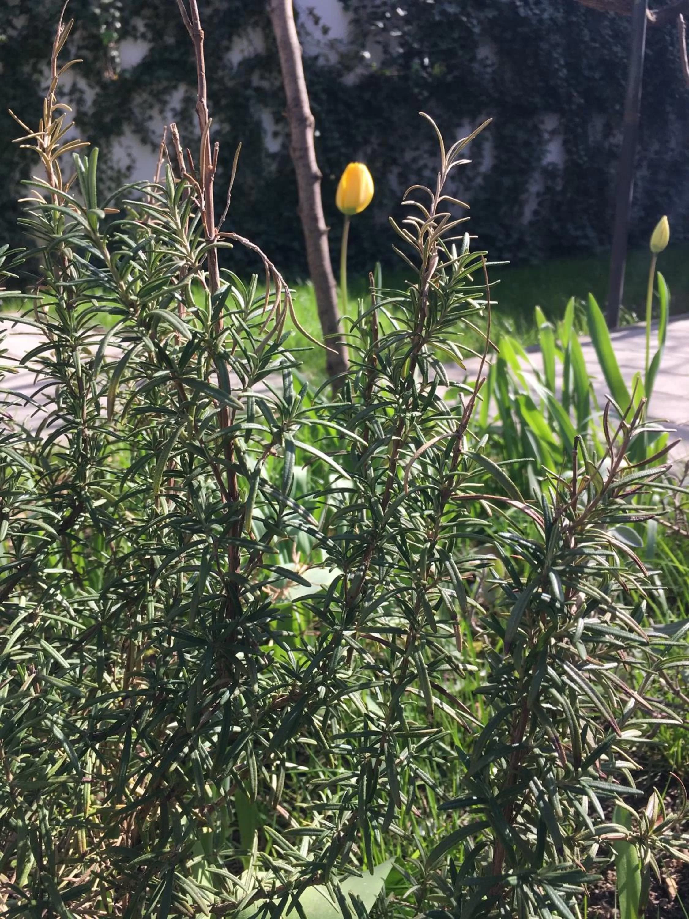 Garden in Grand Boutique Hotel