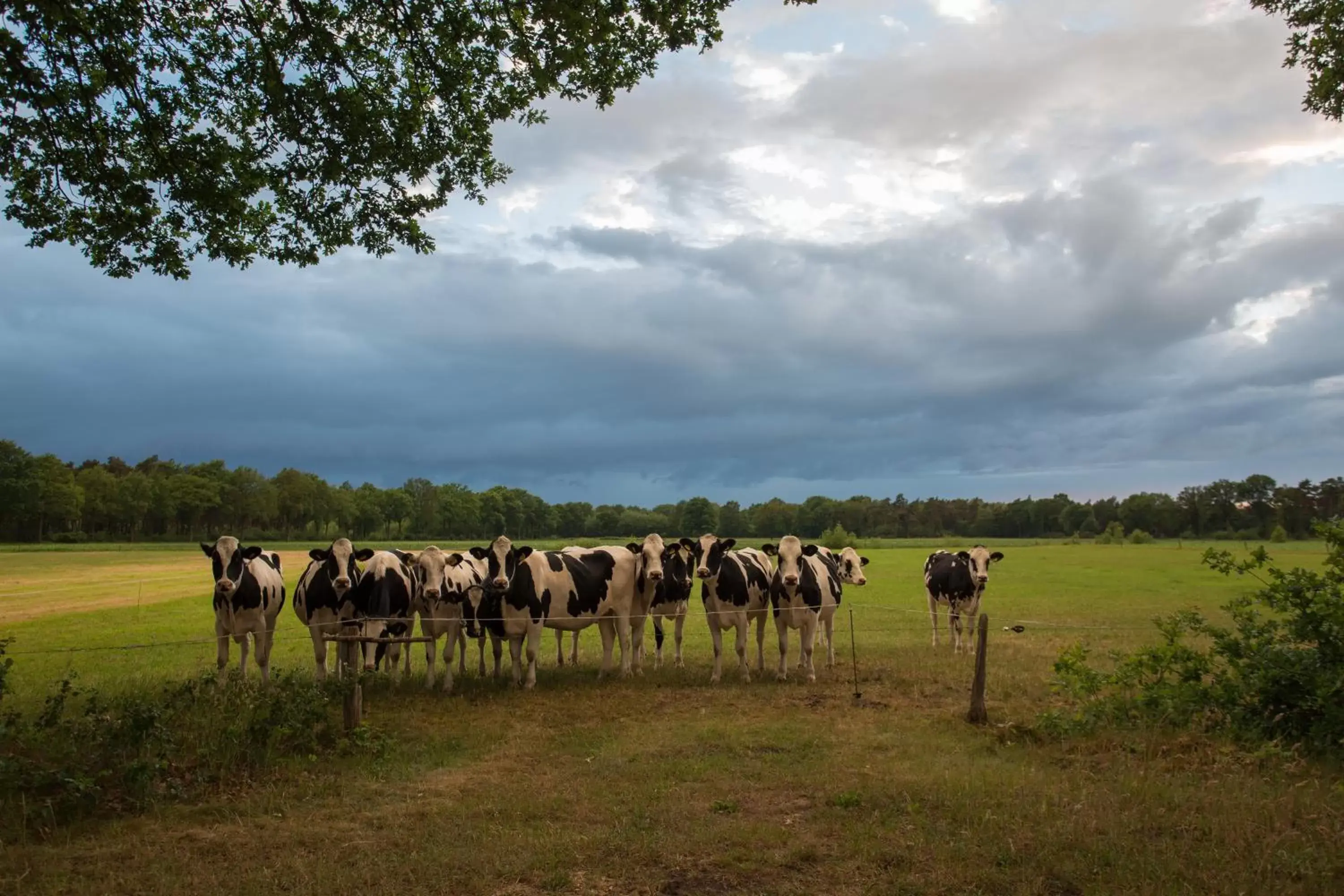 Nearby landmark, Other Animals in Van der Valk Theaterhotel Almelo