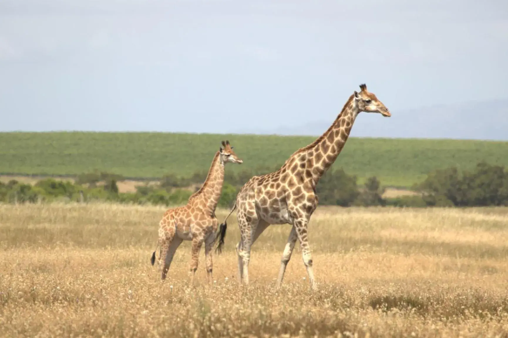 Neighbourhood, Other Animals in Wild Clover Cottages