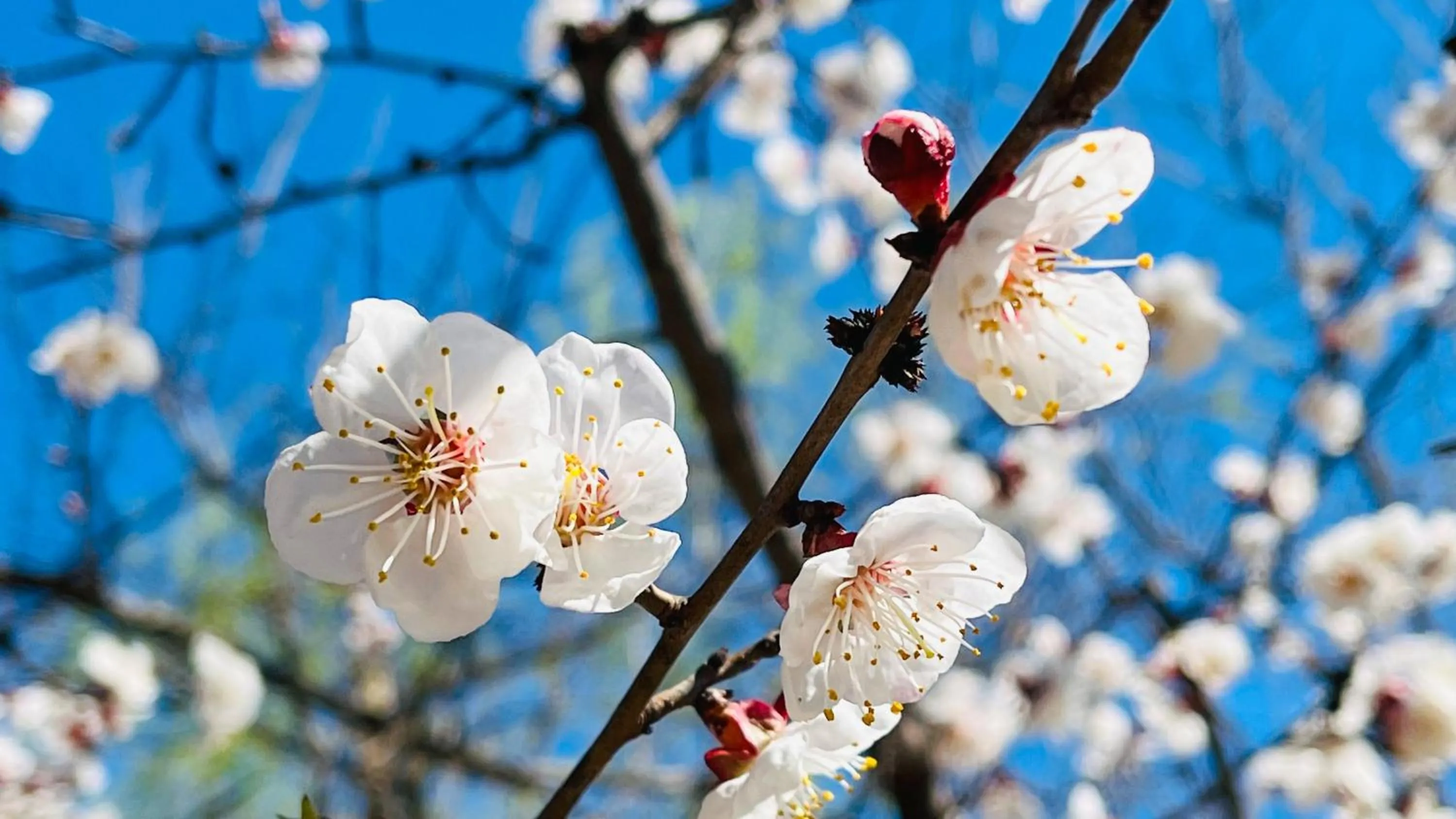 Other in Holiday Inn Beijing Shijingshan Parkview by IHG