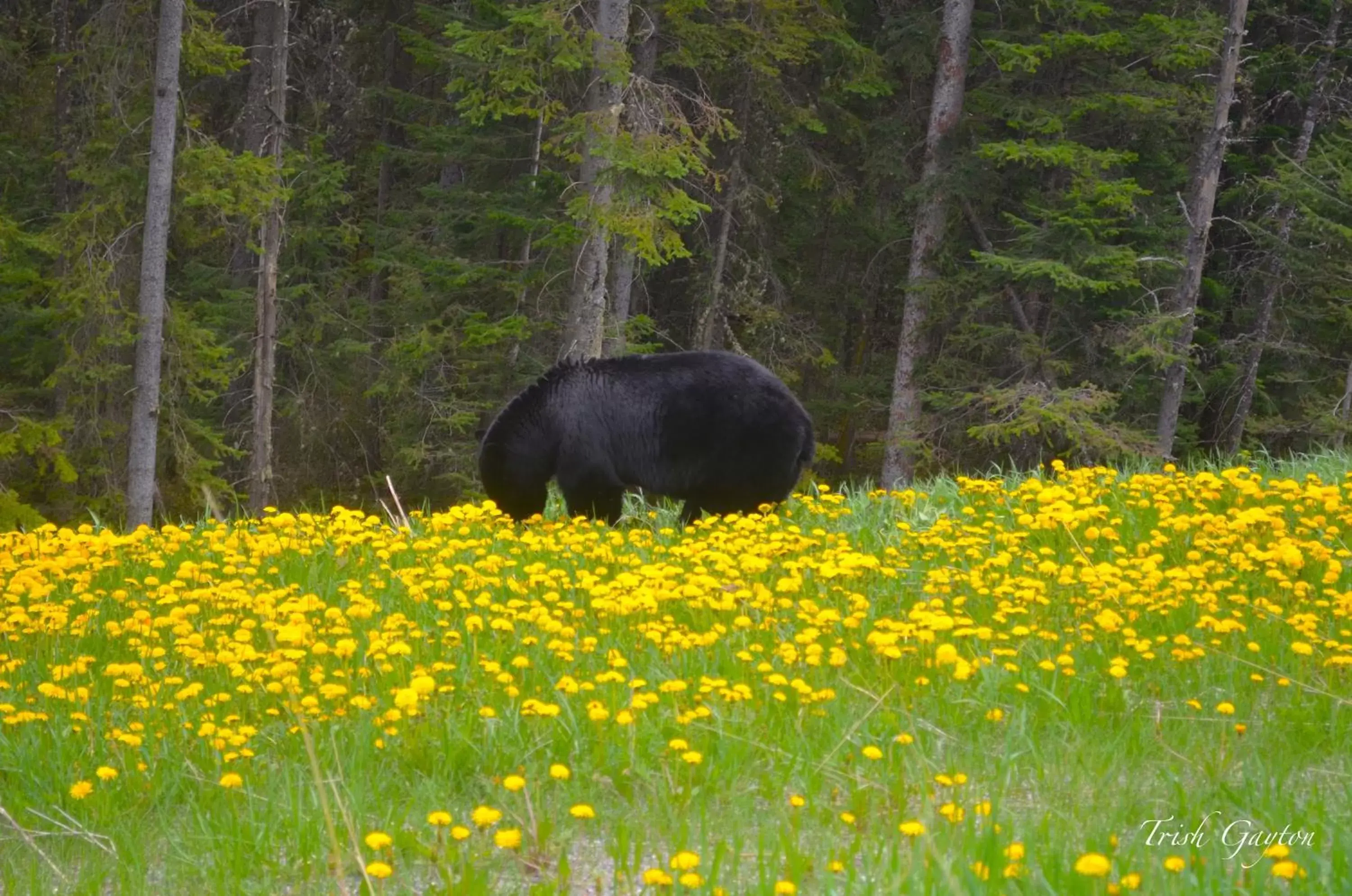 Animals, Other Animals in Sunset Mountain Inn