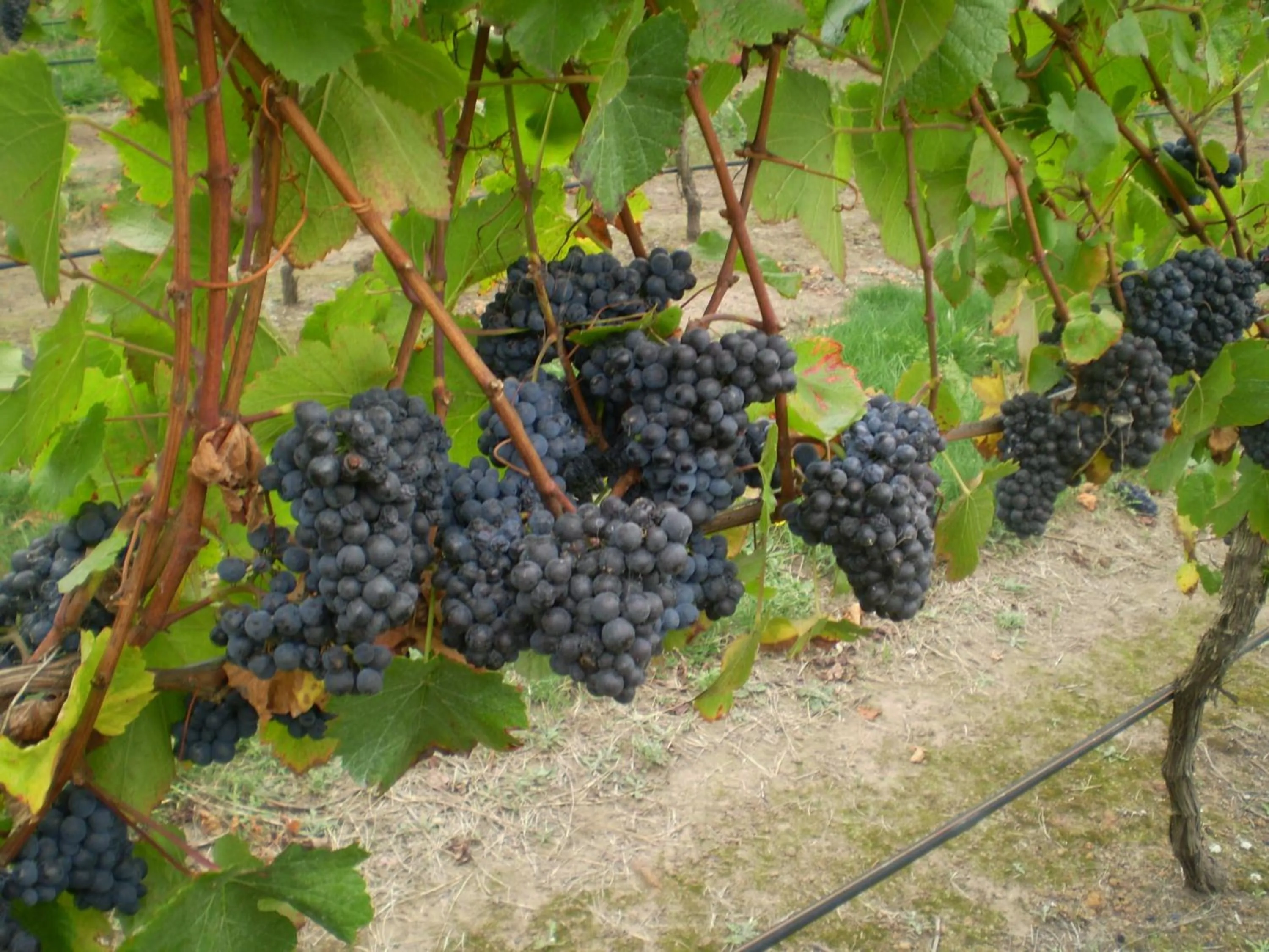 Food and drinks in Gisborne Peak Winery Short Term Stays