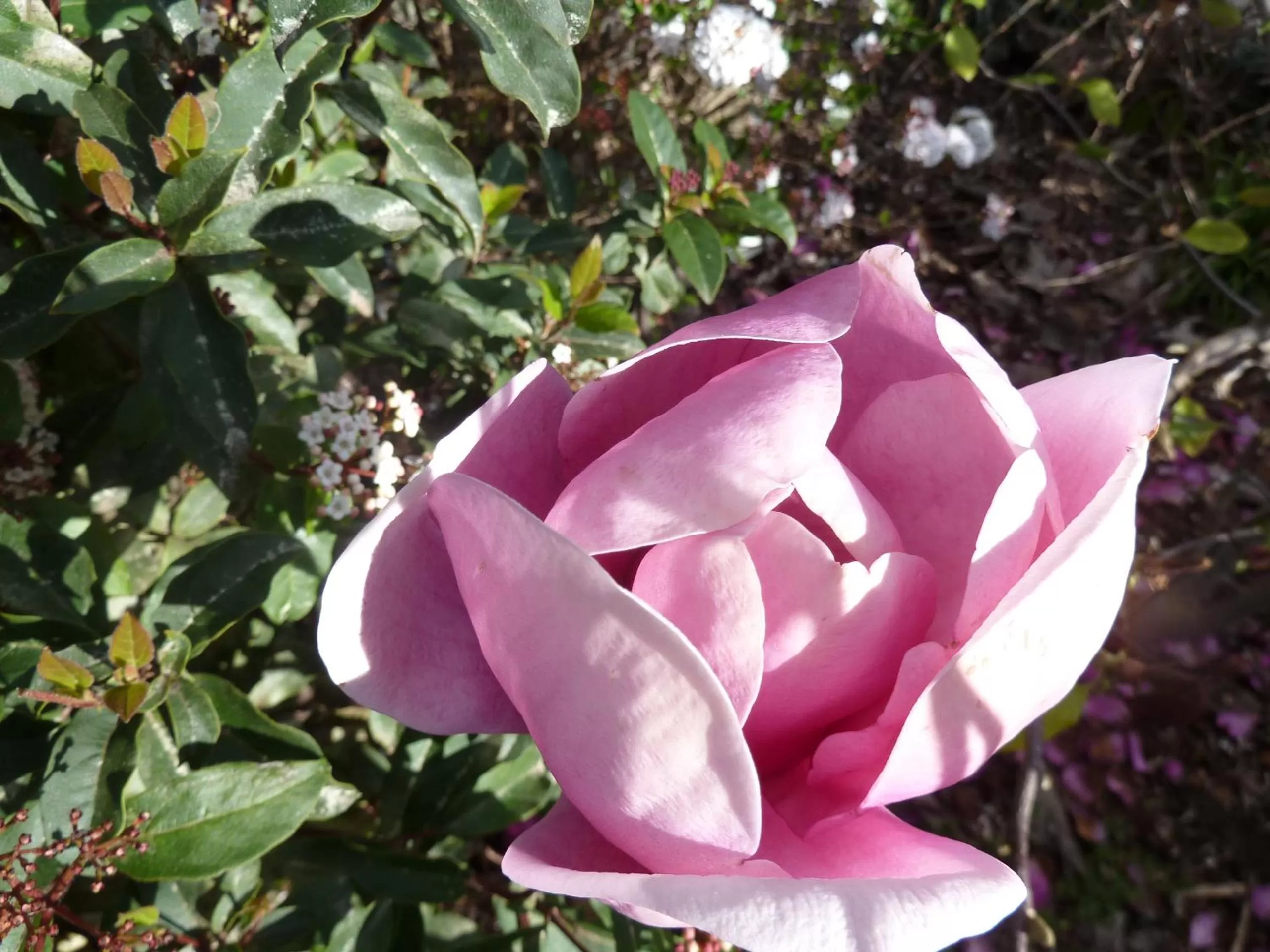 Spring in Redwood Valley B & B