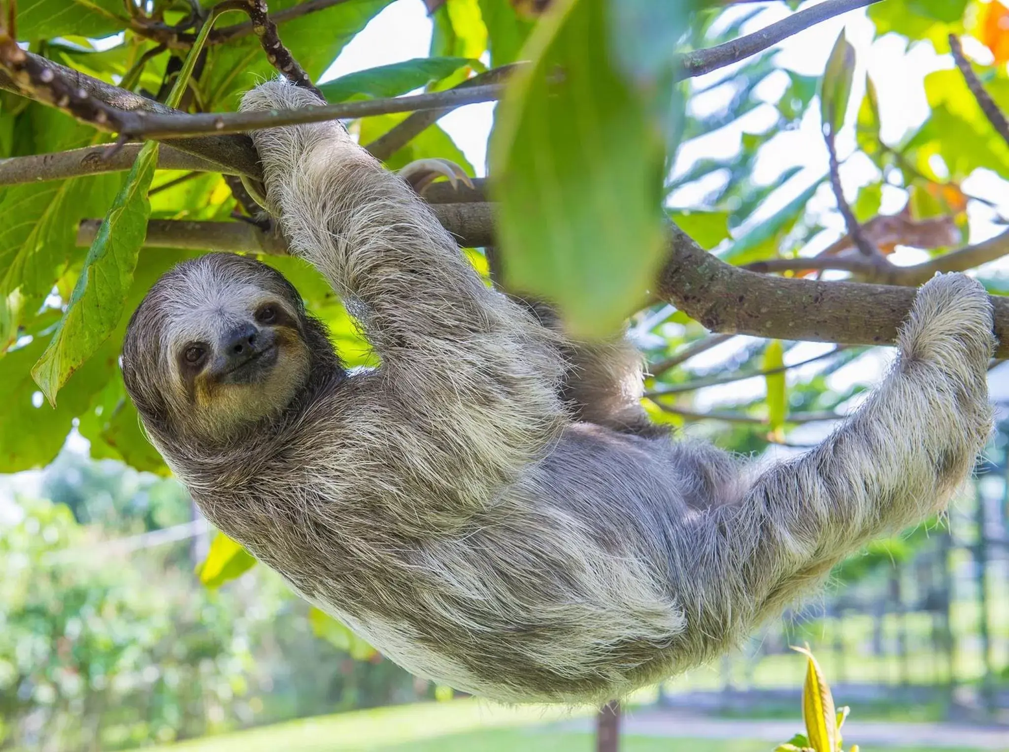 Breakfast, Other Animals in Vida Mountain Resort & Spa