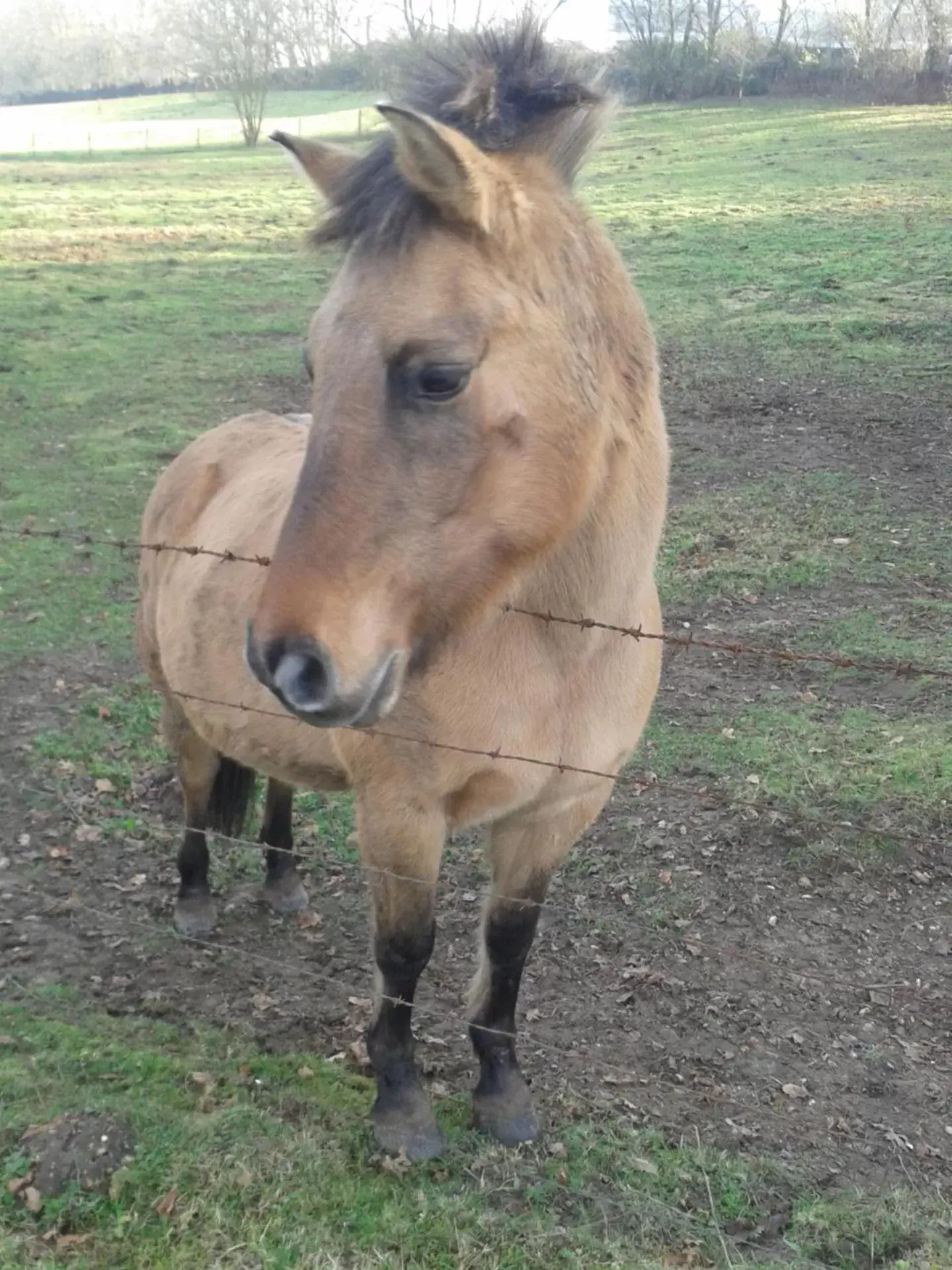 Nearby landmark, Other Animals in La Sirène