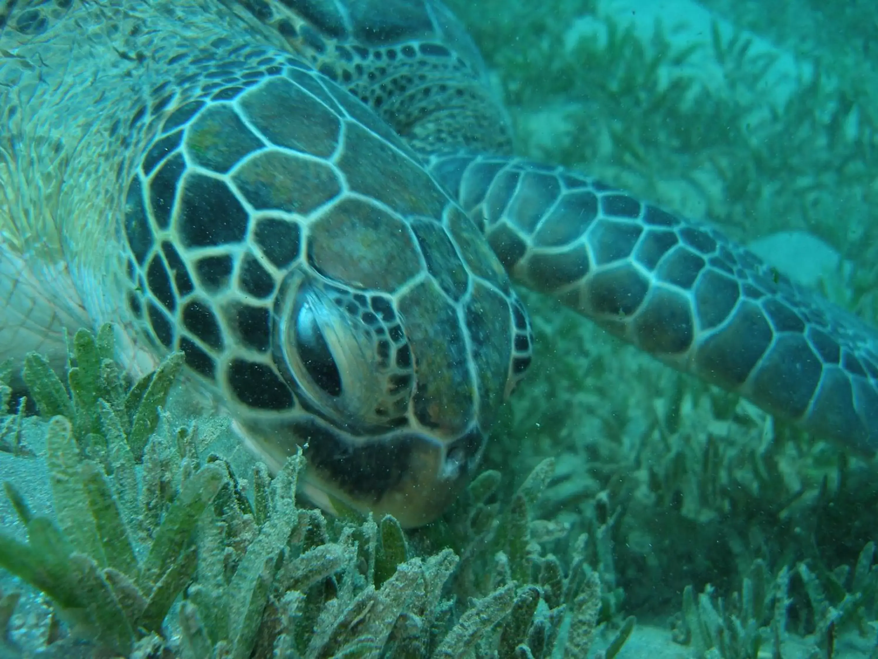 Snorkeling, Other Animals in Coral Sun Beach