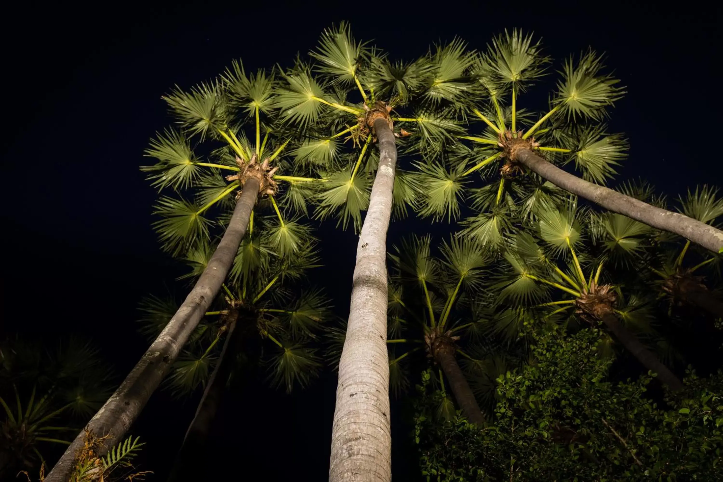 Garden view in La Palmeraie D'angkor Garden view in La Palmeraie D'angkor