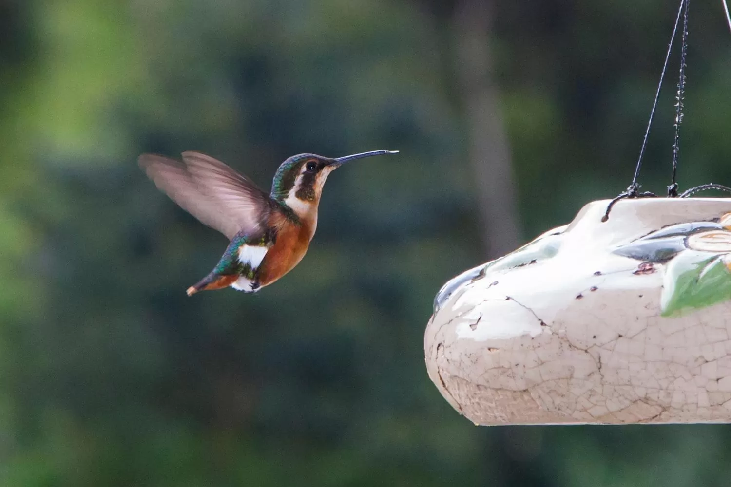 Animals, Other Animals in Hotel Termales Tierra Viva