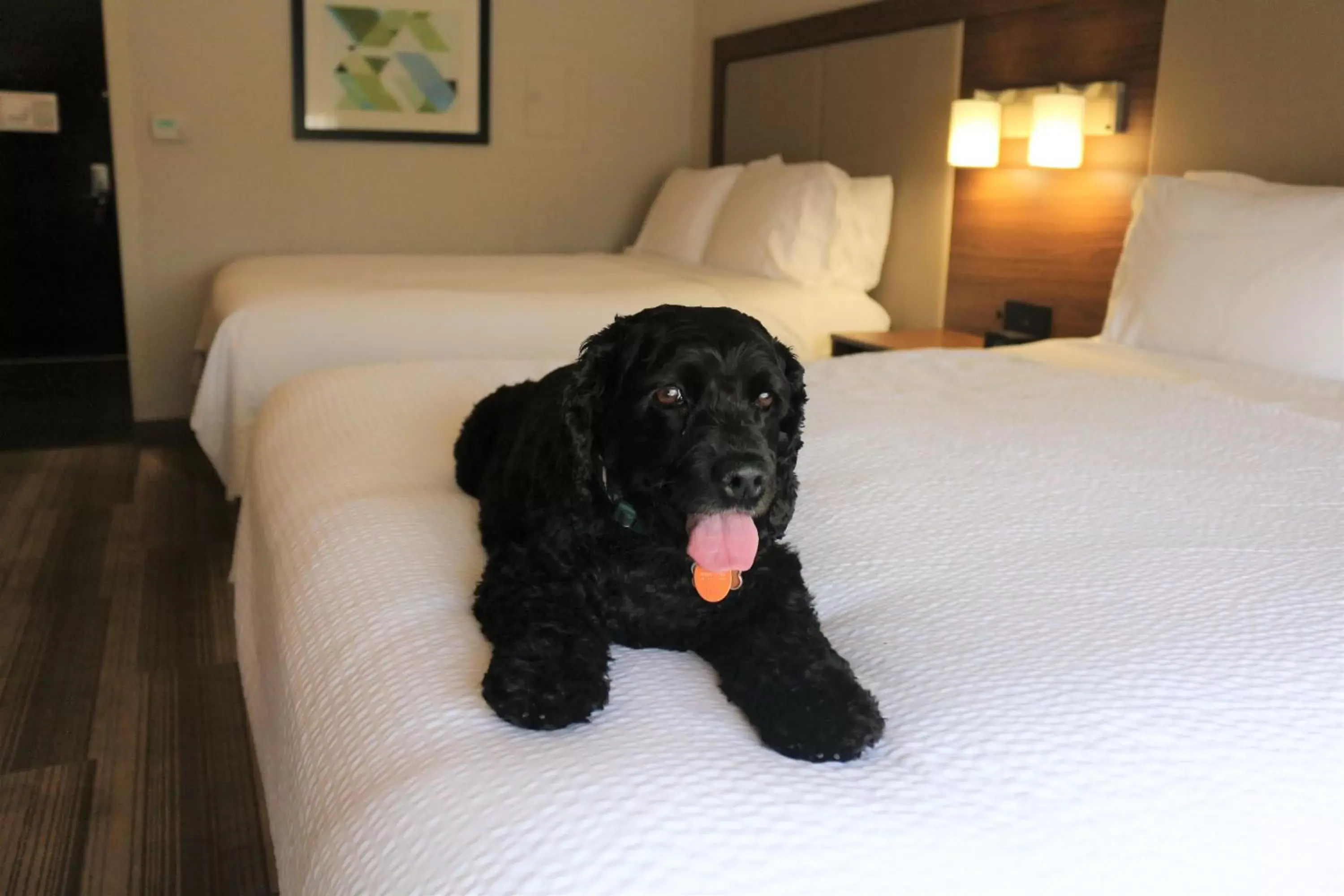 Pets, Bed in Holiday Inn Express & Suites Albuquerque Historic Old Town, an IHG Hotel