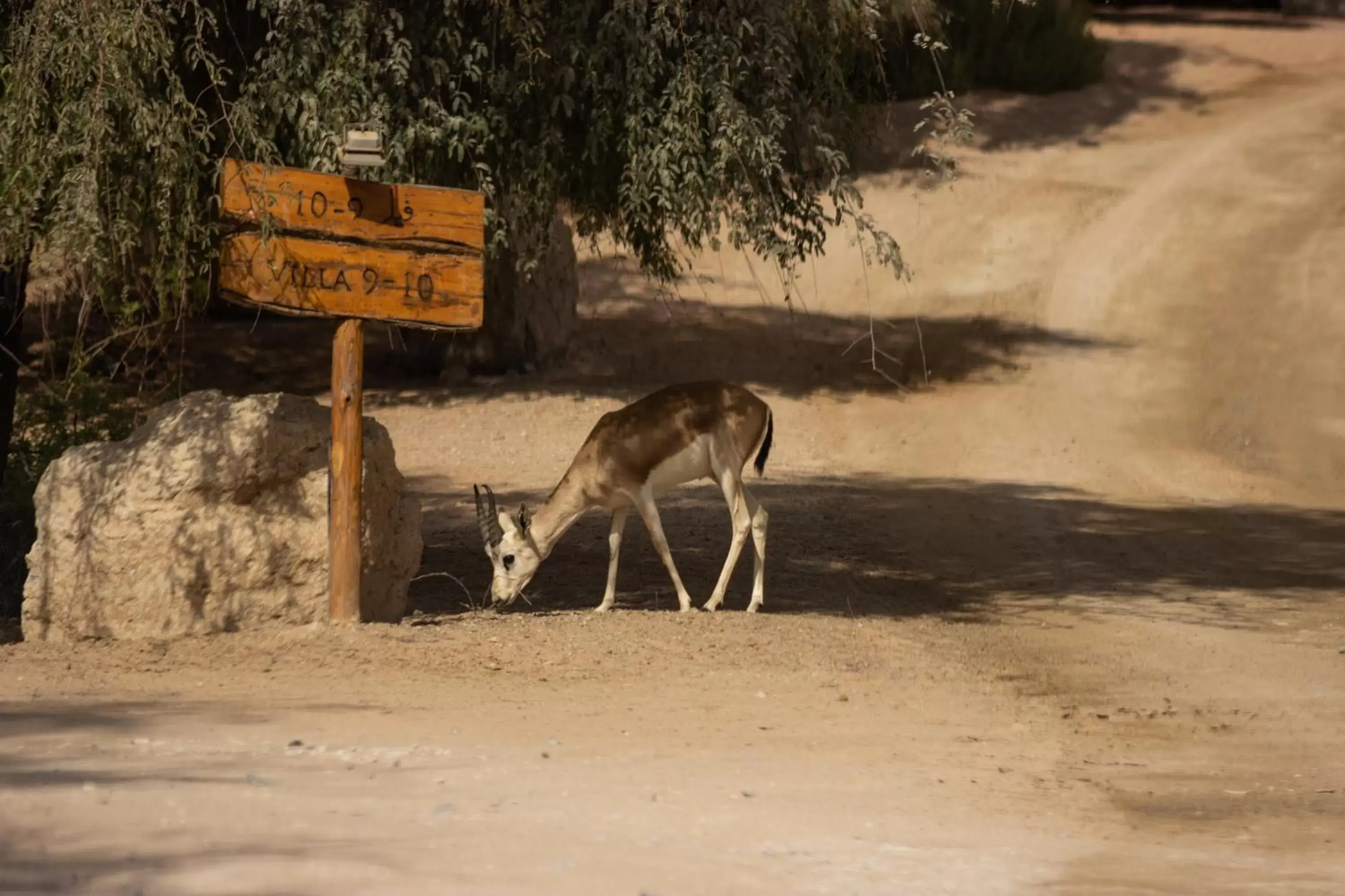 View (from property/room), Other Animals in Telal Resort Al Ain