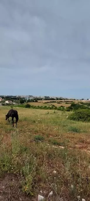 Trullo La chicca della valle