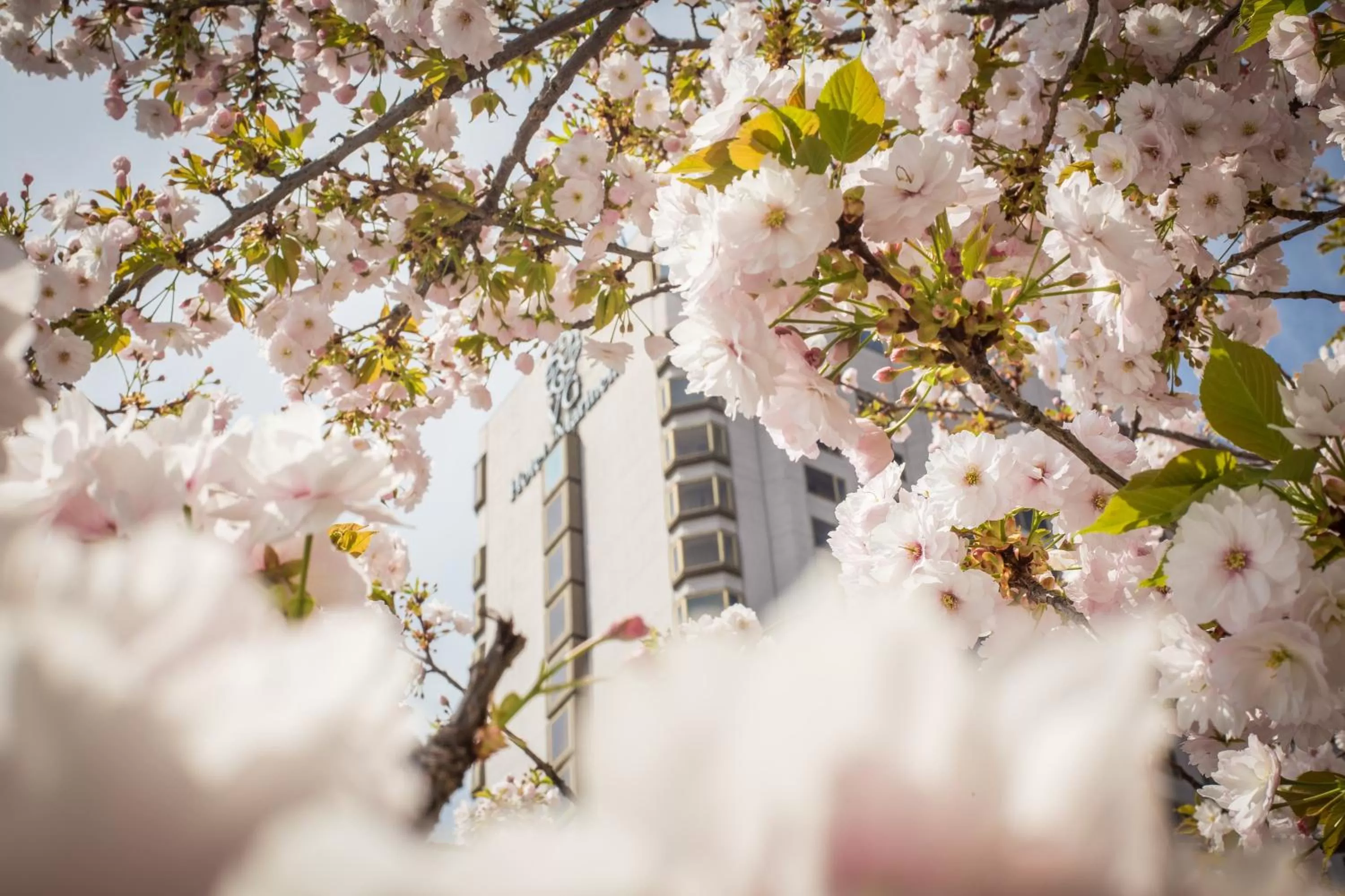 Spring in Hotel Marinela Sofia